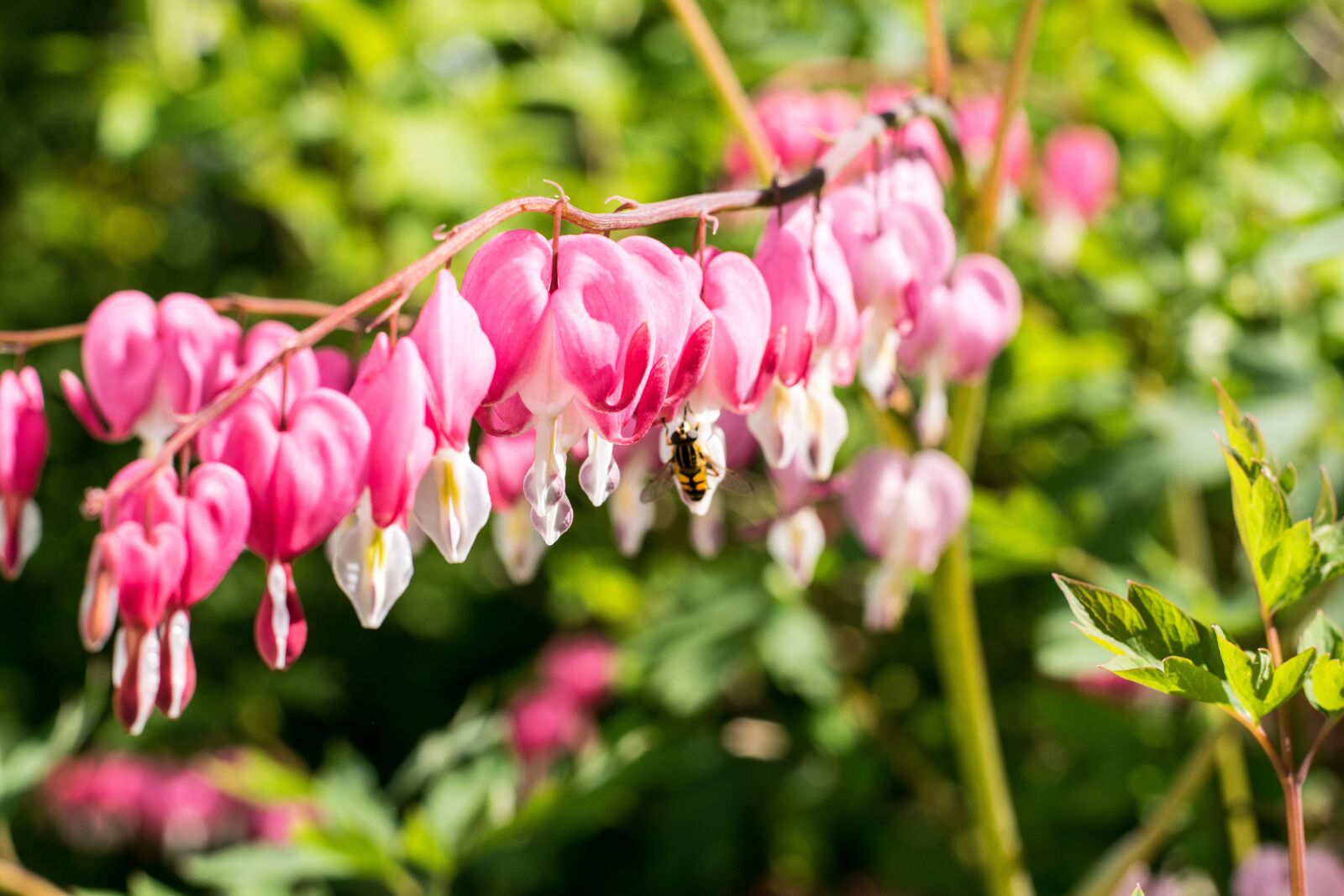 Nikon D3300 sample photo. Nature, flower, garden photography