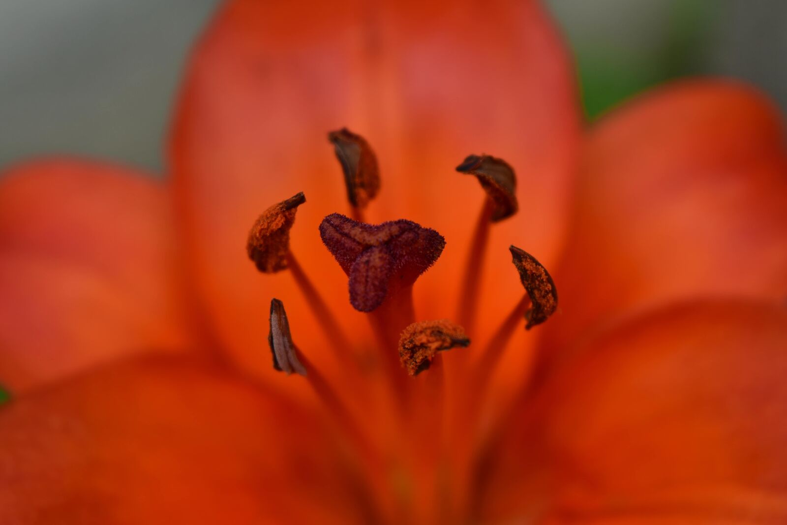 Nikon D5500 sample photo. Beautiful photo, blurry, close-up photography