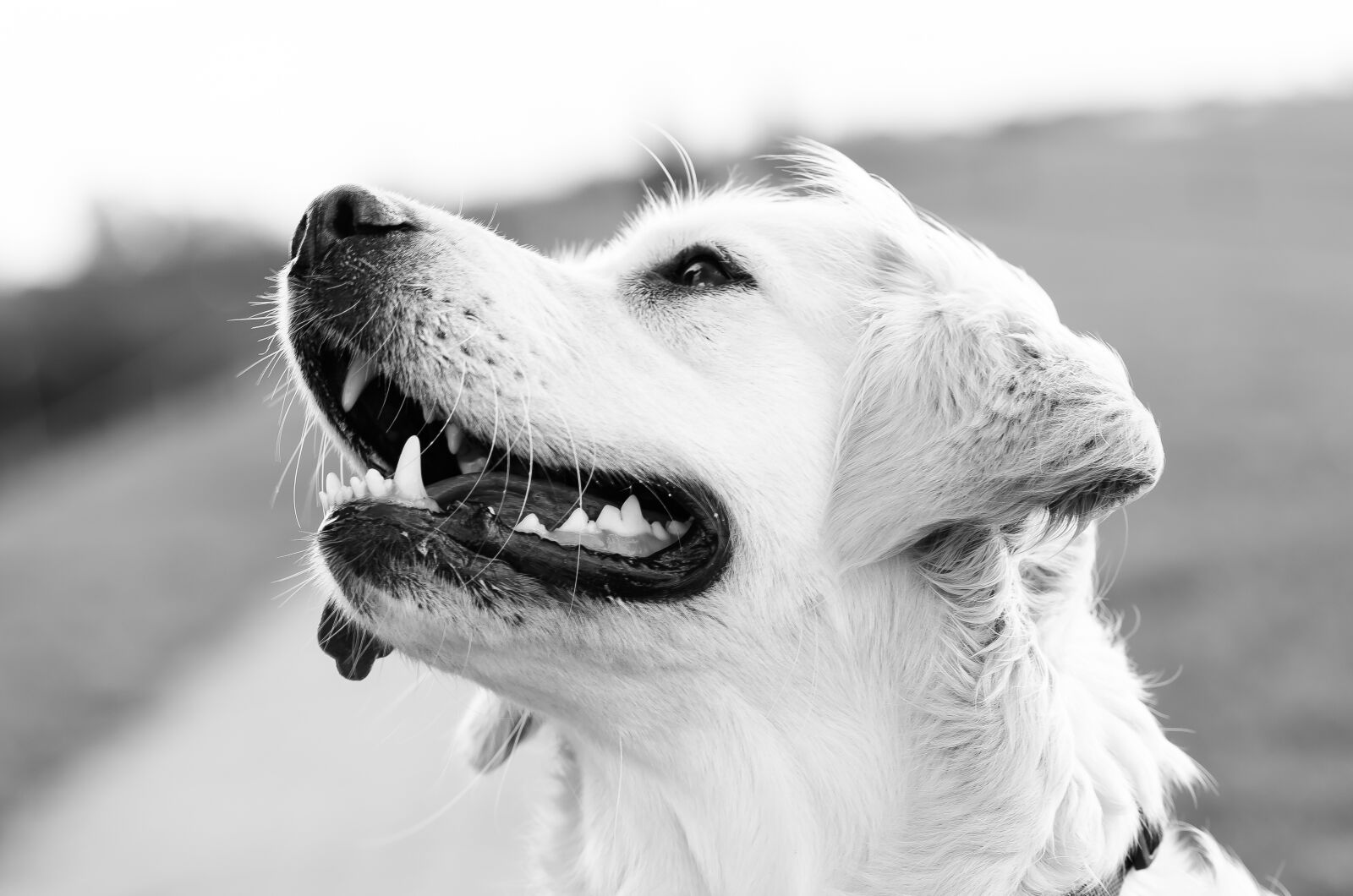 Nikon D5100 sample photo. Pet photography, dog, dog photography