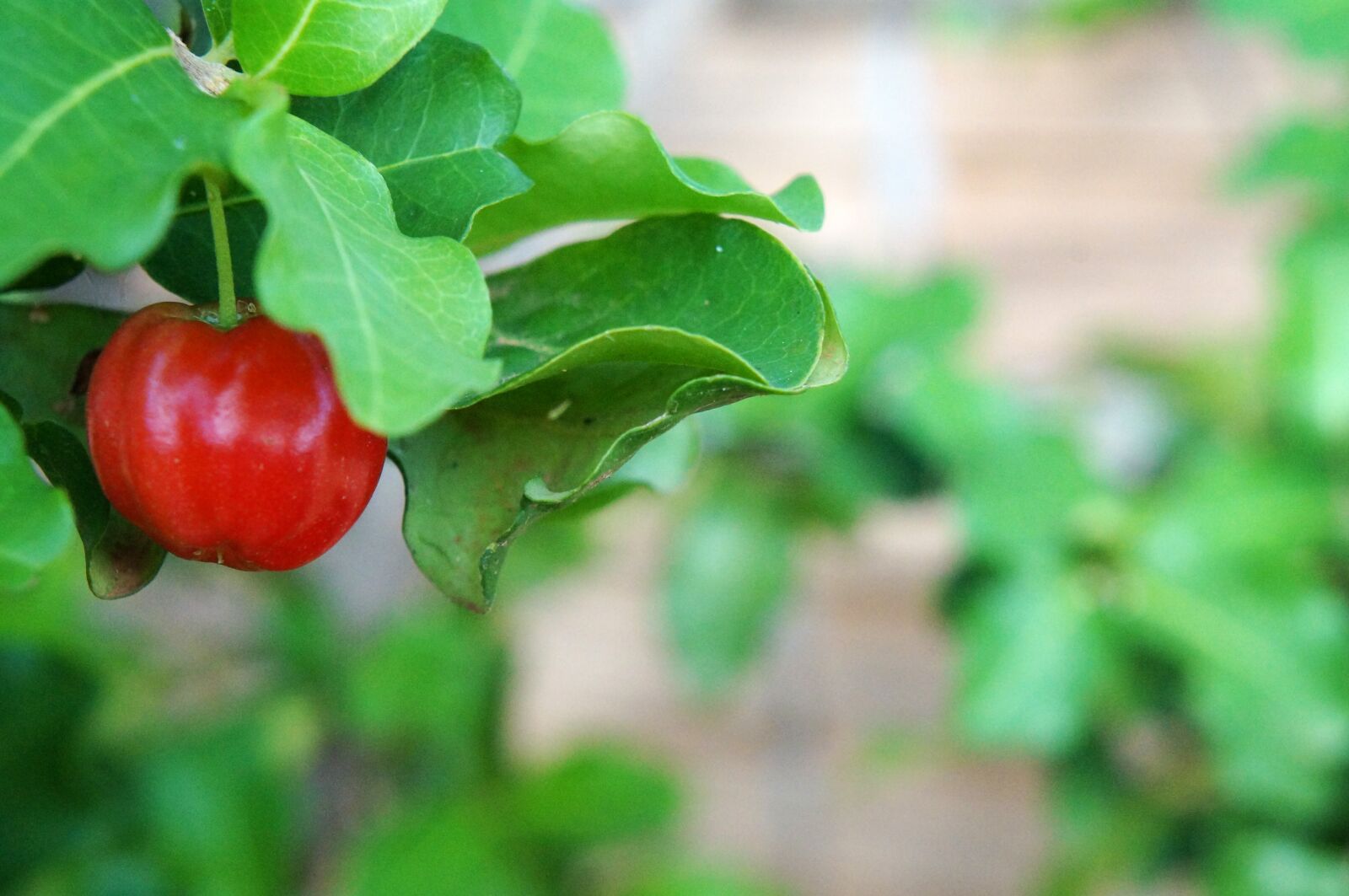 Sony Alpha NEX-F3 + Sony E 18-55mm F3.5-5.6 OSS sample photo. Acerola, fruit, red photography