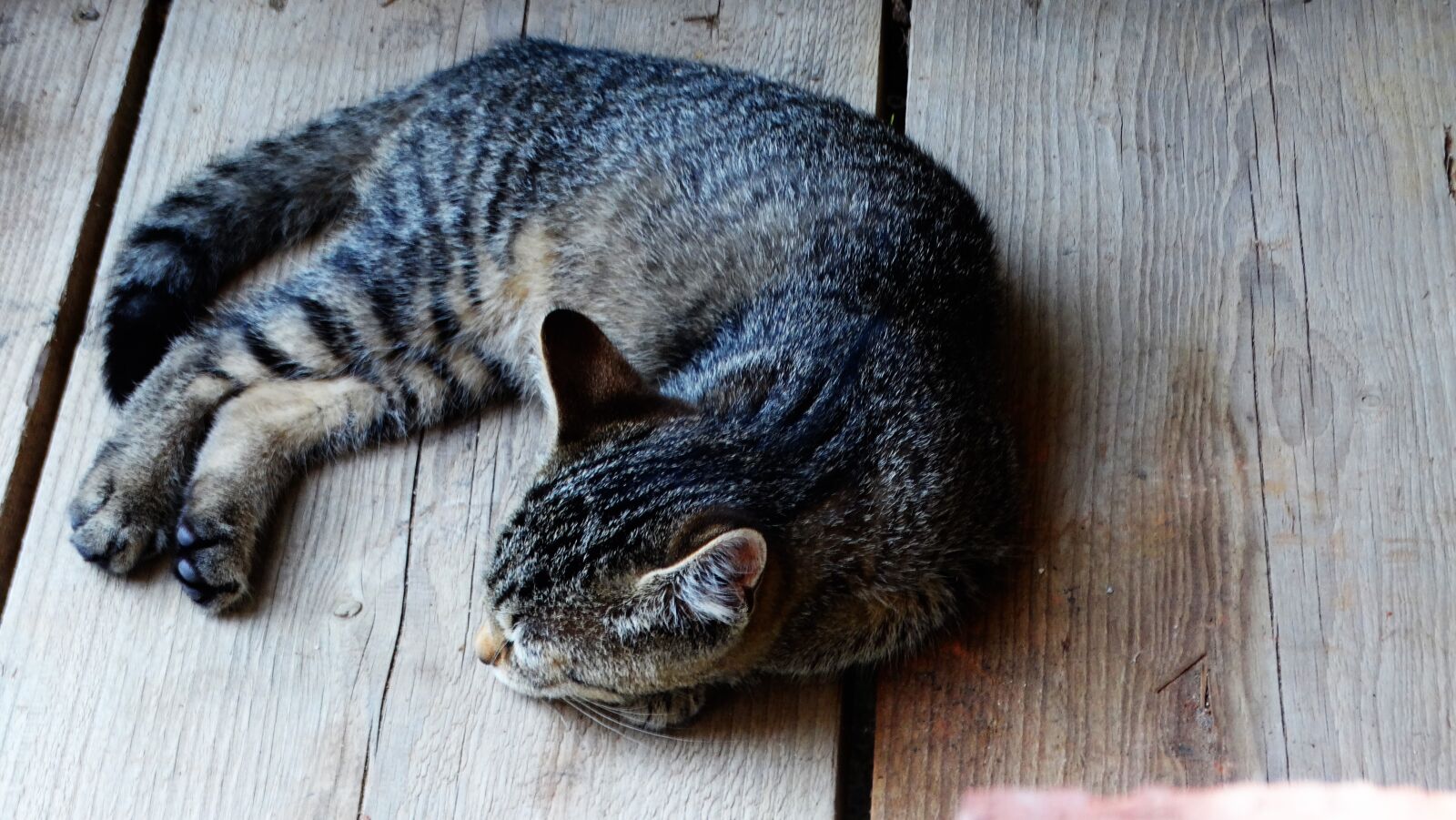 Sony Cyber-shot DSC-HX300 sample photo. Cat, kitten, sleeping photography