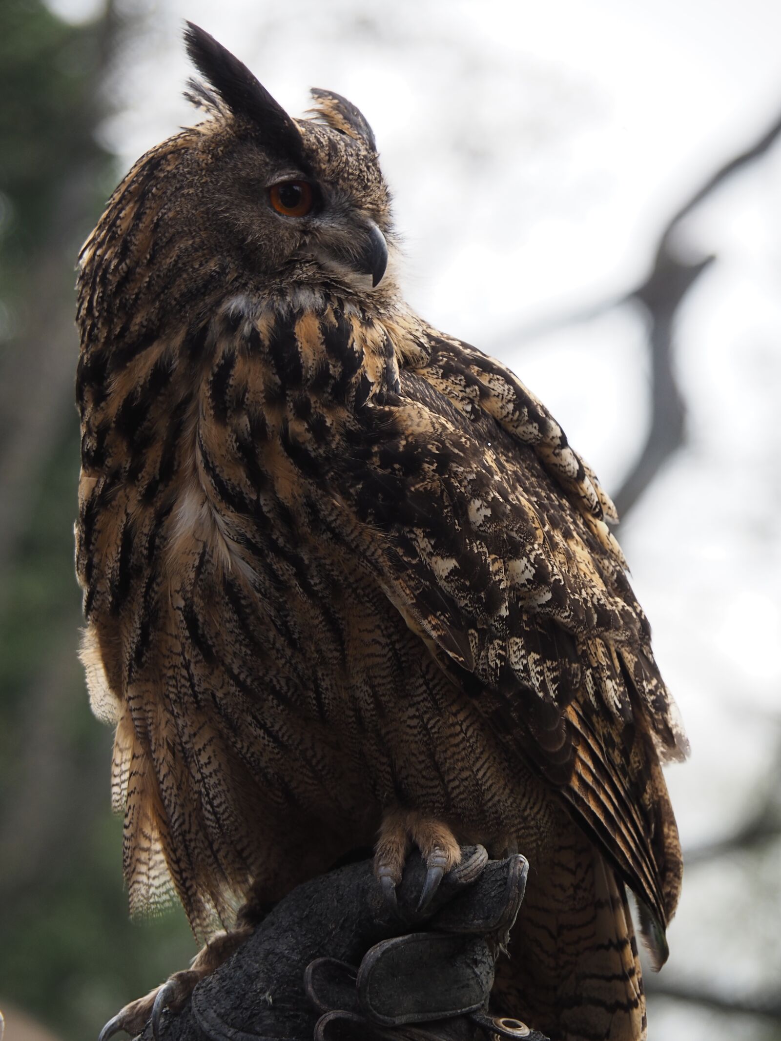 Olympus OM-D E-M5 II sample photo. Owl, bird, feather photography