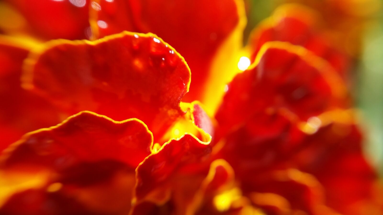 Samsung Galaxy S5 sample photo. Abstract, desktop, blur photography