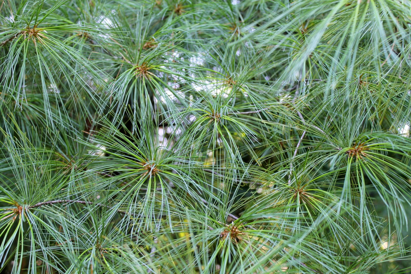 Canon EOS 1100D (EOS Rebel T3 / EOS Kiss X50) sample photo. Background and textures, needle photography