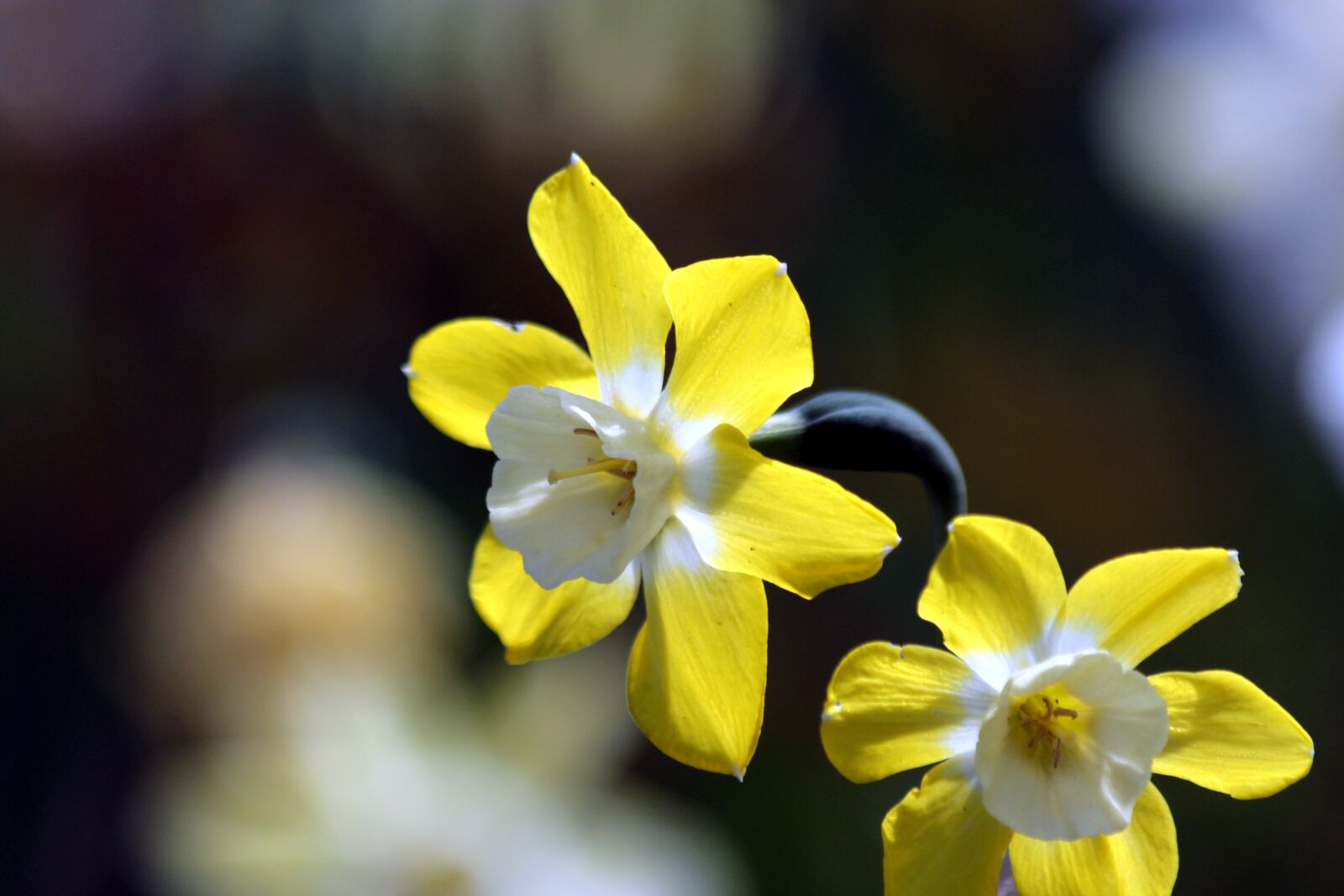 Canon EOS 650D (EOS Rebel T4i / EOS Kiss X6i) sample photo. Daffodils, flowers, narcissus photography