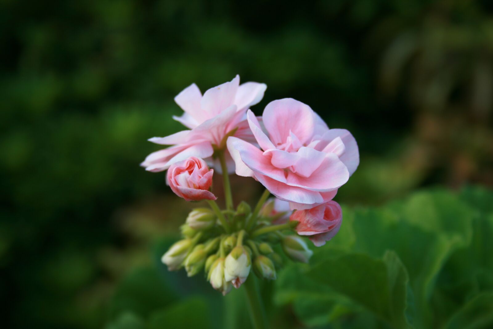 Canon EOS 400D (EOS Digital Rebel XTi / EOS Kiss Digital X) sample photo. Flower, flowers, beautiful photography