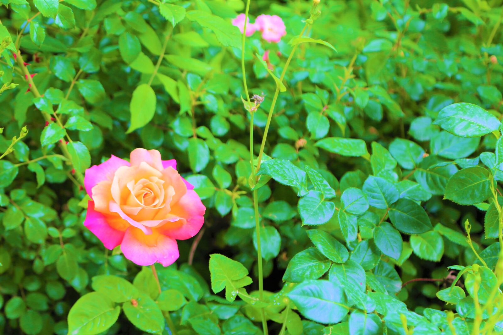 Canon EF 24-105mm F4L IS USM sample photo. Rose, leaves, spring photography