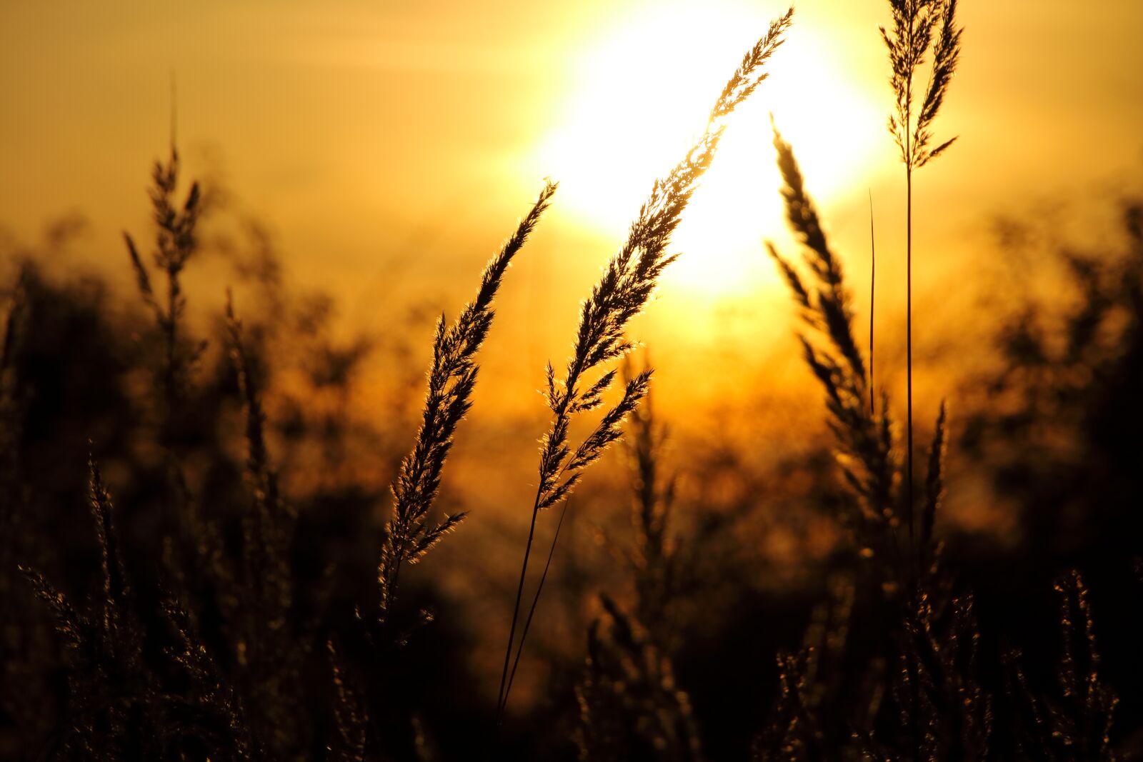 Canon EOS 750D (EOS Rebel T6i / EOS Kiss X8i) sample photo. Sun, sunset, black photography