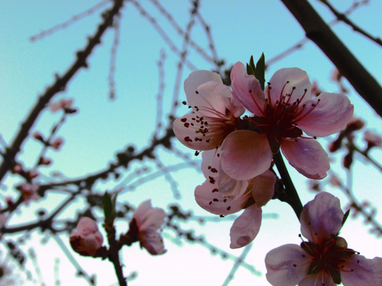 Canon PowerShot SX400 IS sample photo. Flowers, sky, spring photography