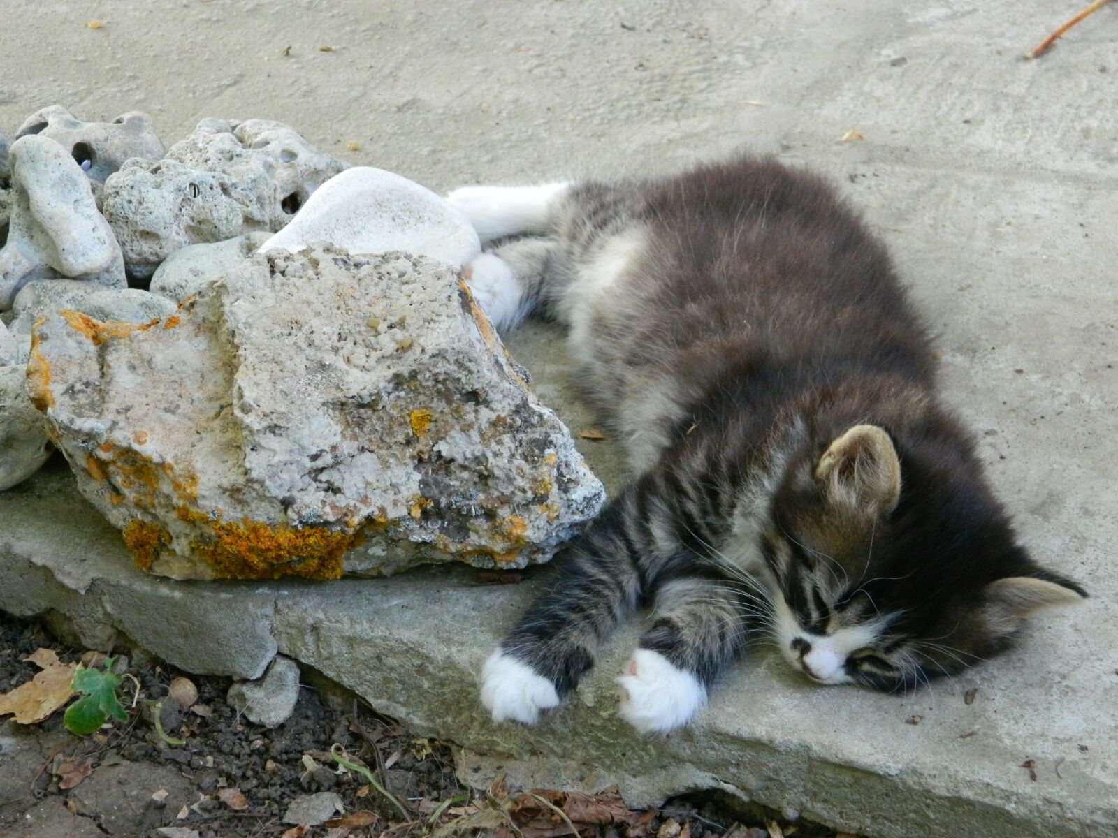 Nikon COOLPIX L310 sample photo. Cat, animals, cute photography