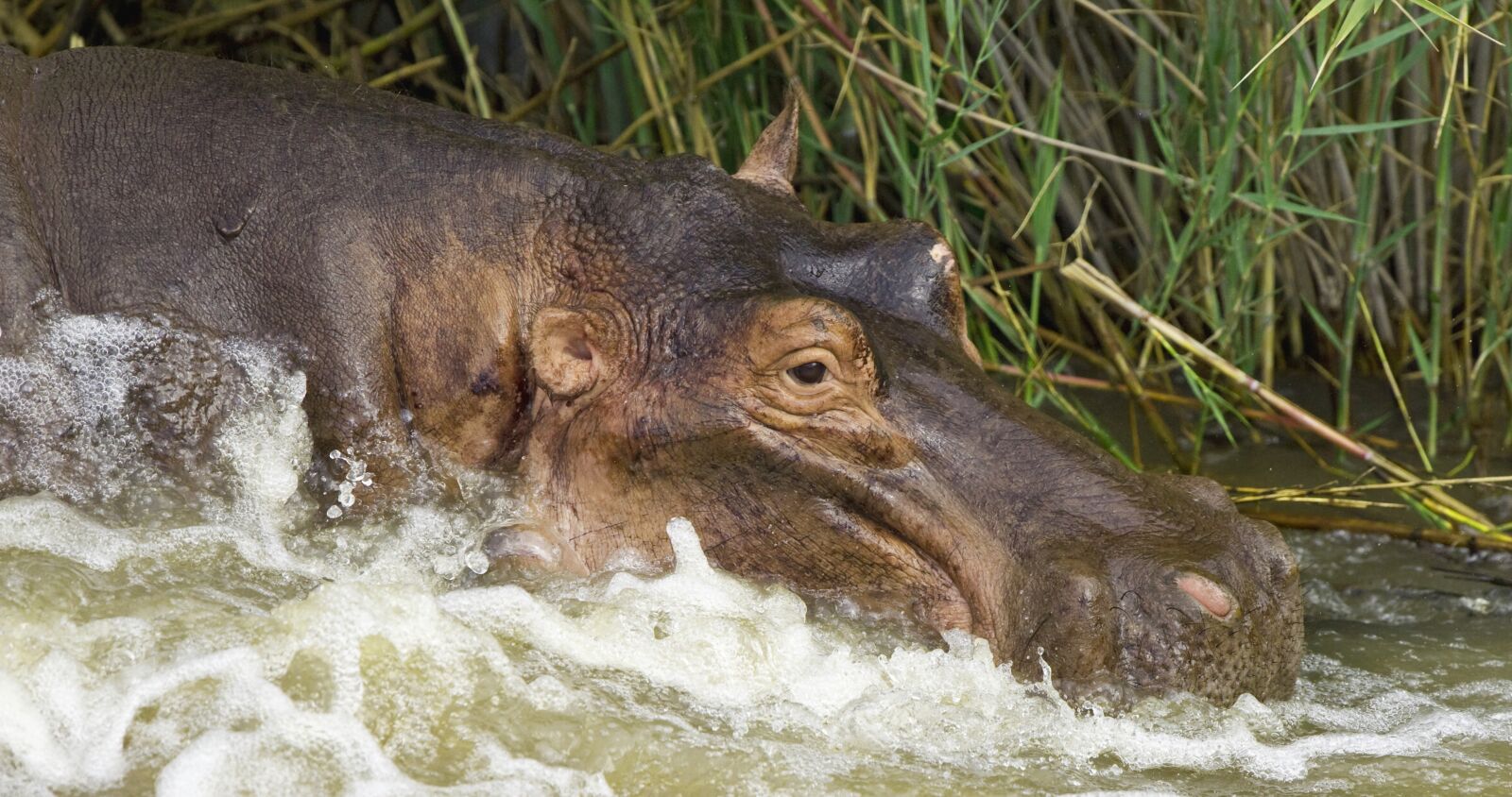 Nikon D3S sample photo. Hippopotamus, safari, wild, wild photography