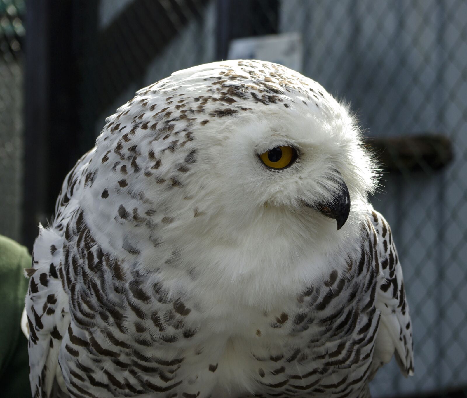 Samsung GX-10 sample photo. Owl, bird, raptor photography
