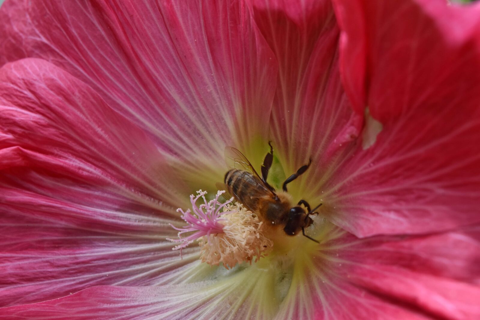 Nikon D5500 sample photo. Bee, pollinator, spring time photography
