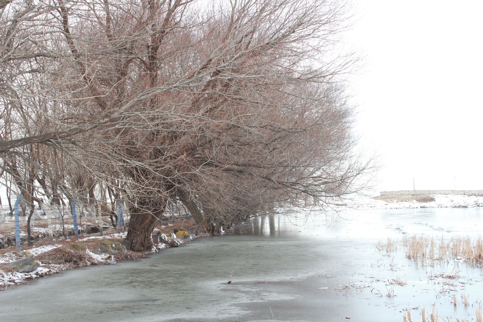 Canon EOS 650D (EOS Rebel T4i / EOS Kiss X6i) sample photo. Tree, winter, ice photography