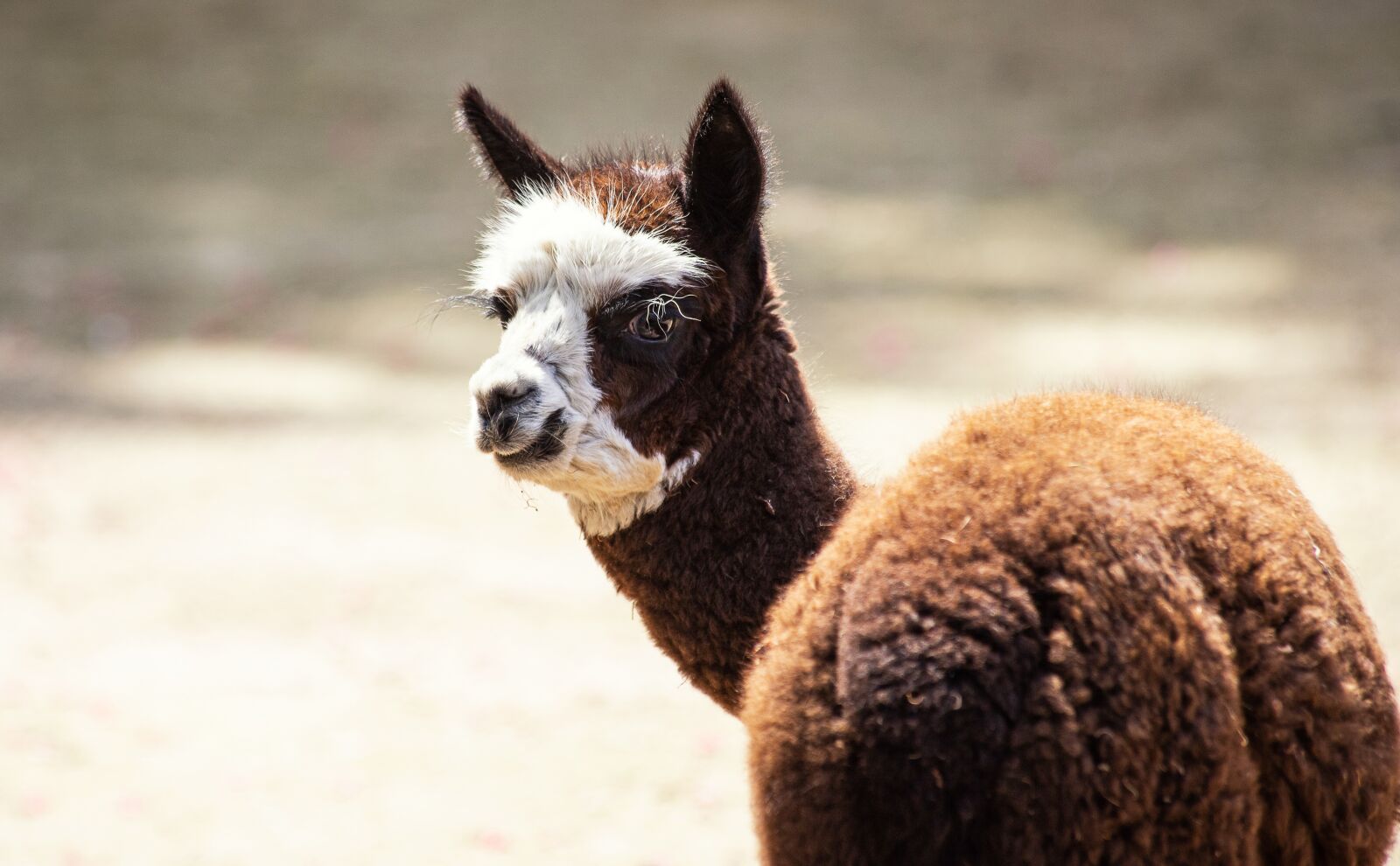 Canon EF 70-300mm F4-5.6 IS USM sample photo. Alpaca, mammal, animal photography