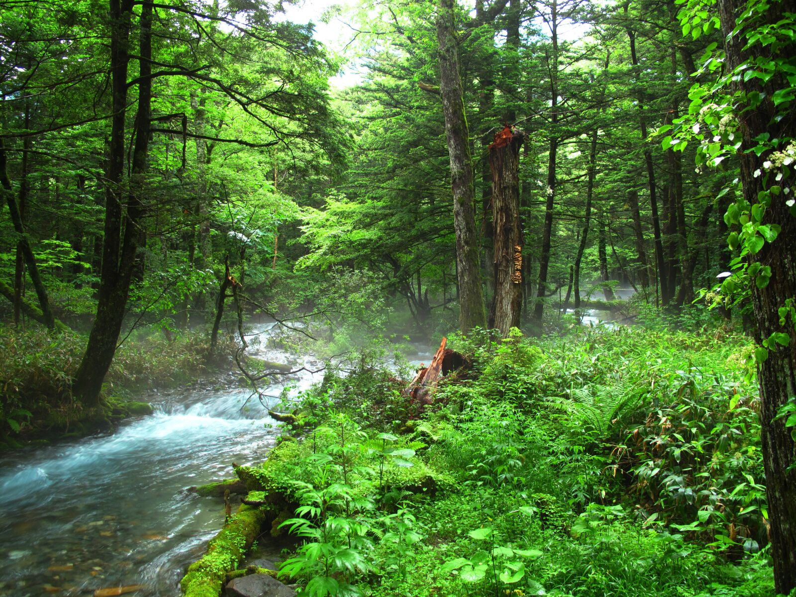 Canon PowerShot G10 sample photo. Kamikochi, forest bathing, natural photography