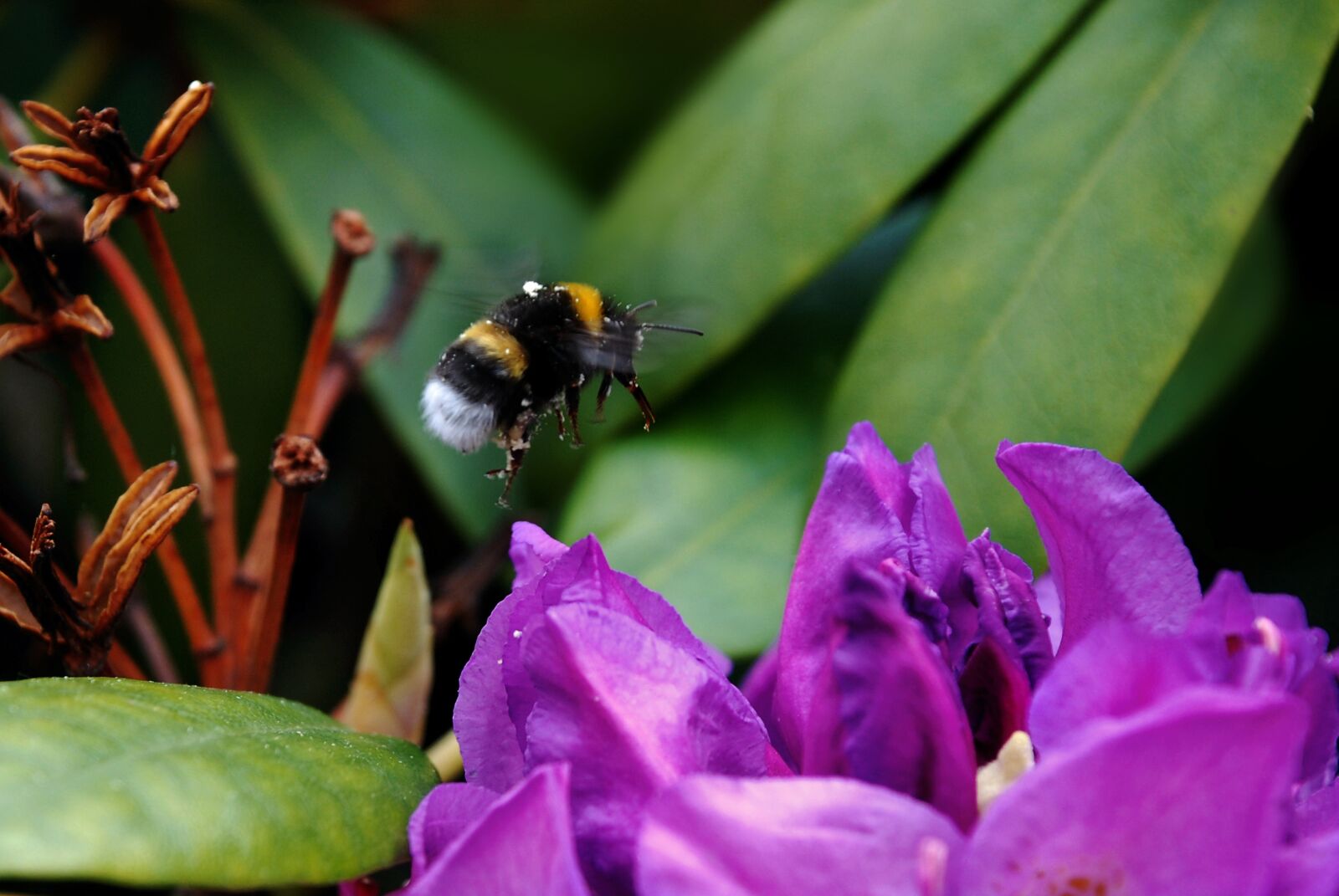 Nikon D80 sample photo. Hummel, insect, blossom photography