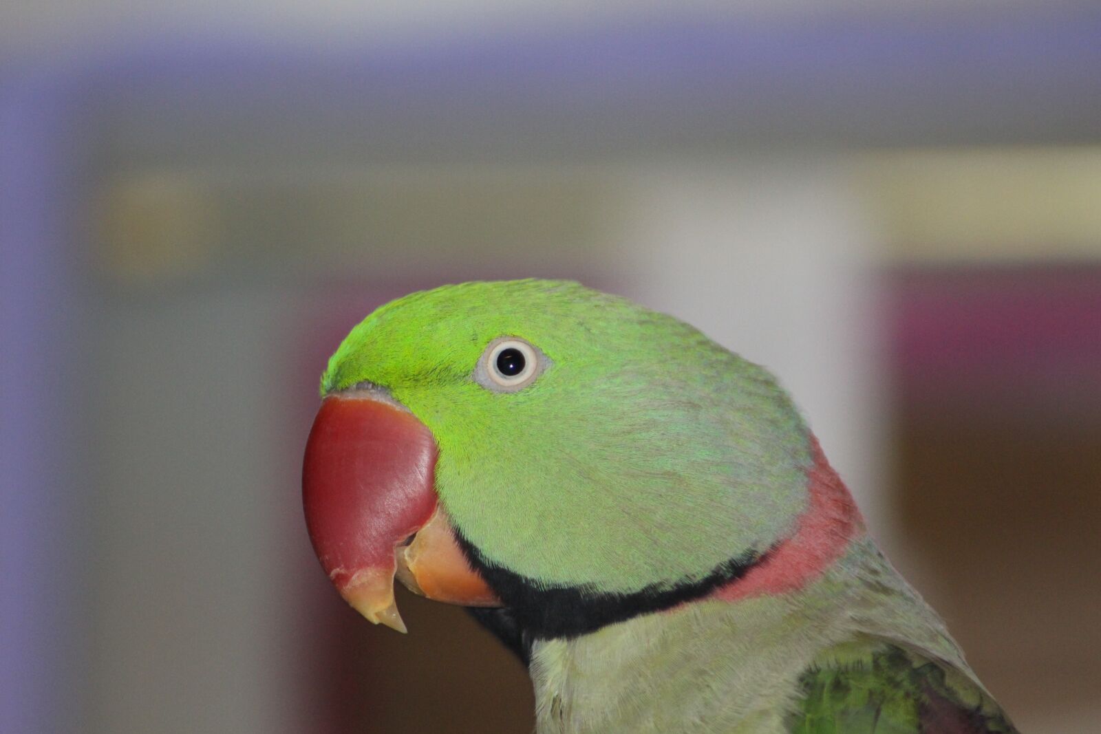 Canon EOS 700D (EOS Rebel T5i / EOS Kiss X7i) sample photo. Bird, papgei, green photography
