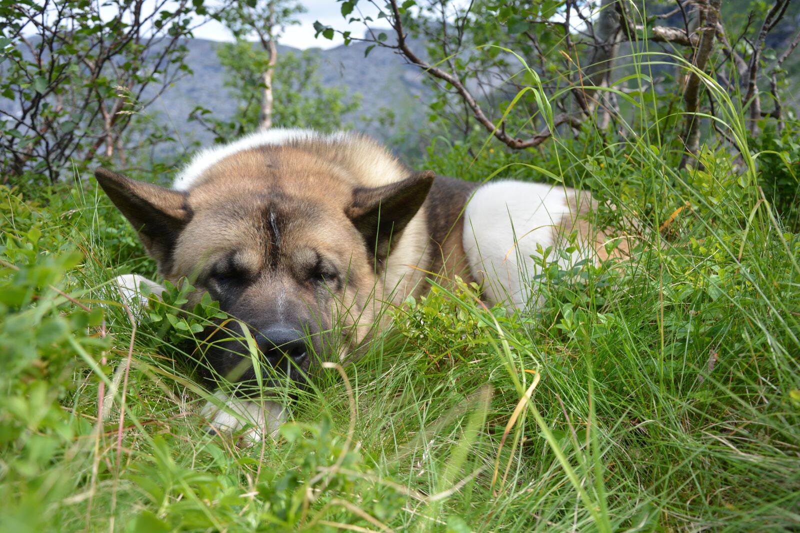 Nikon D5200 sample photo. Dog, resting, pet photography