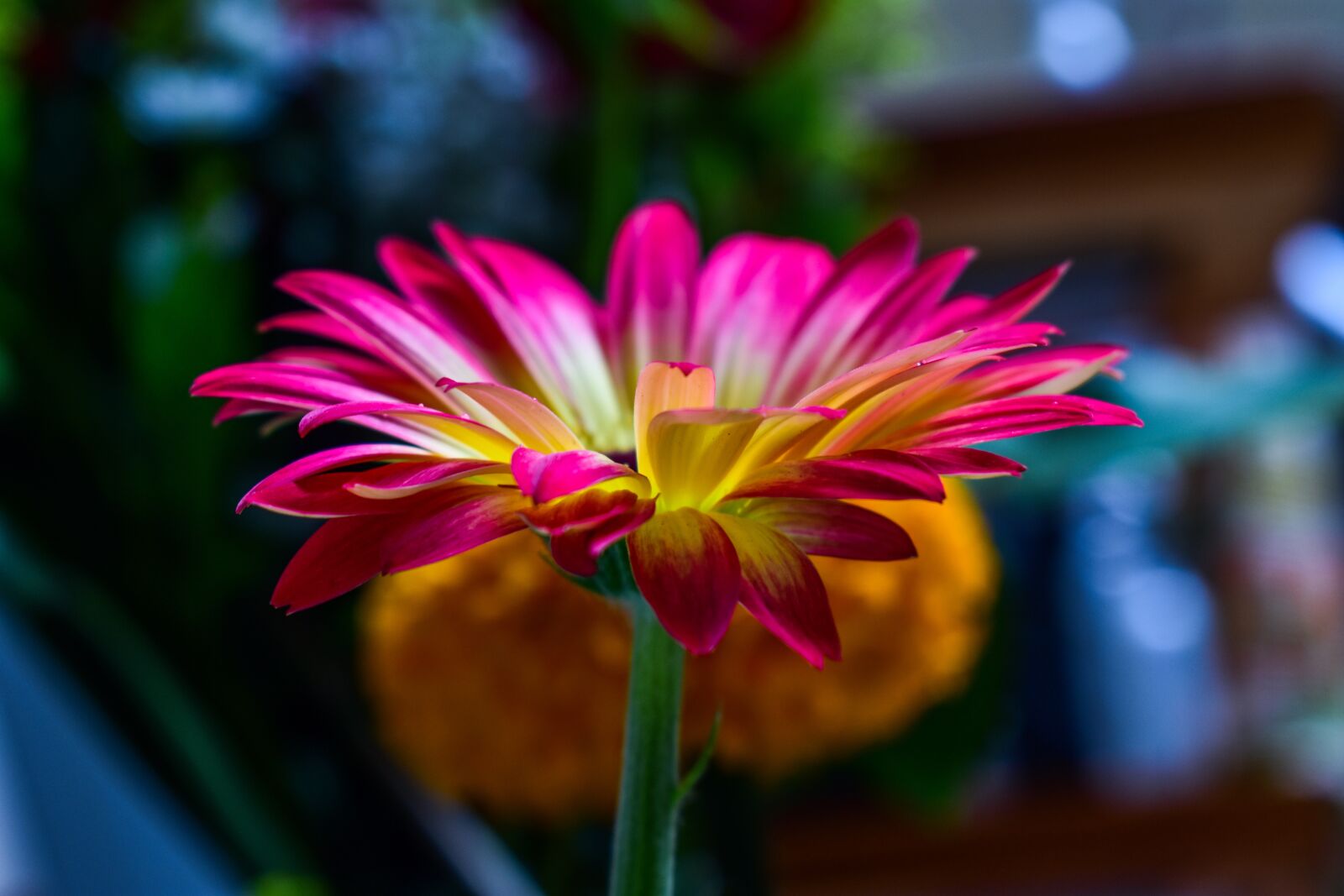 Nikon D3400 sample photo. Gérbela, plant photography