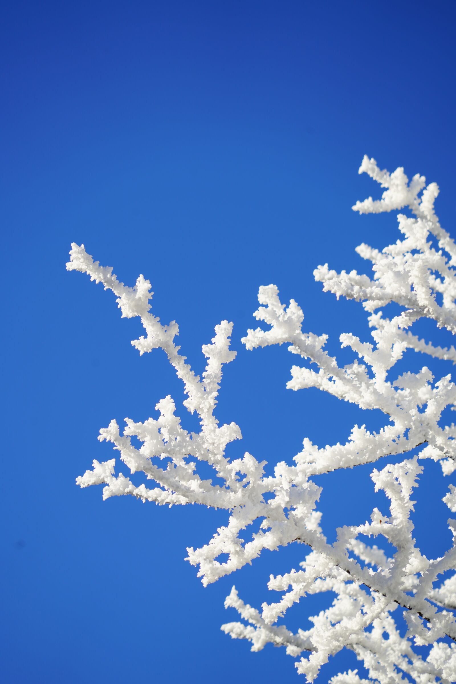 Sony a7R II + Sony FE 24-240mm F3.5-6.3 OSS sample photo. Aesthetic, branches, hoarfrost photography