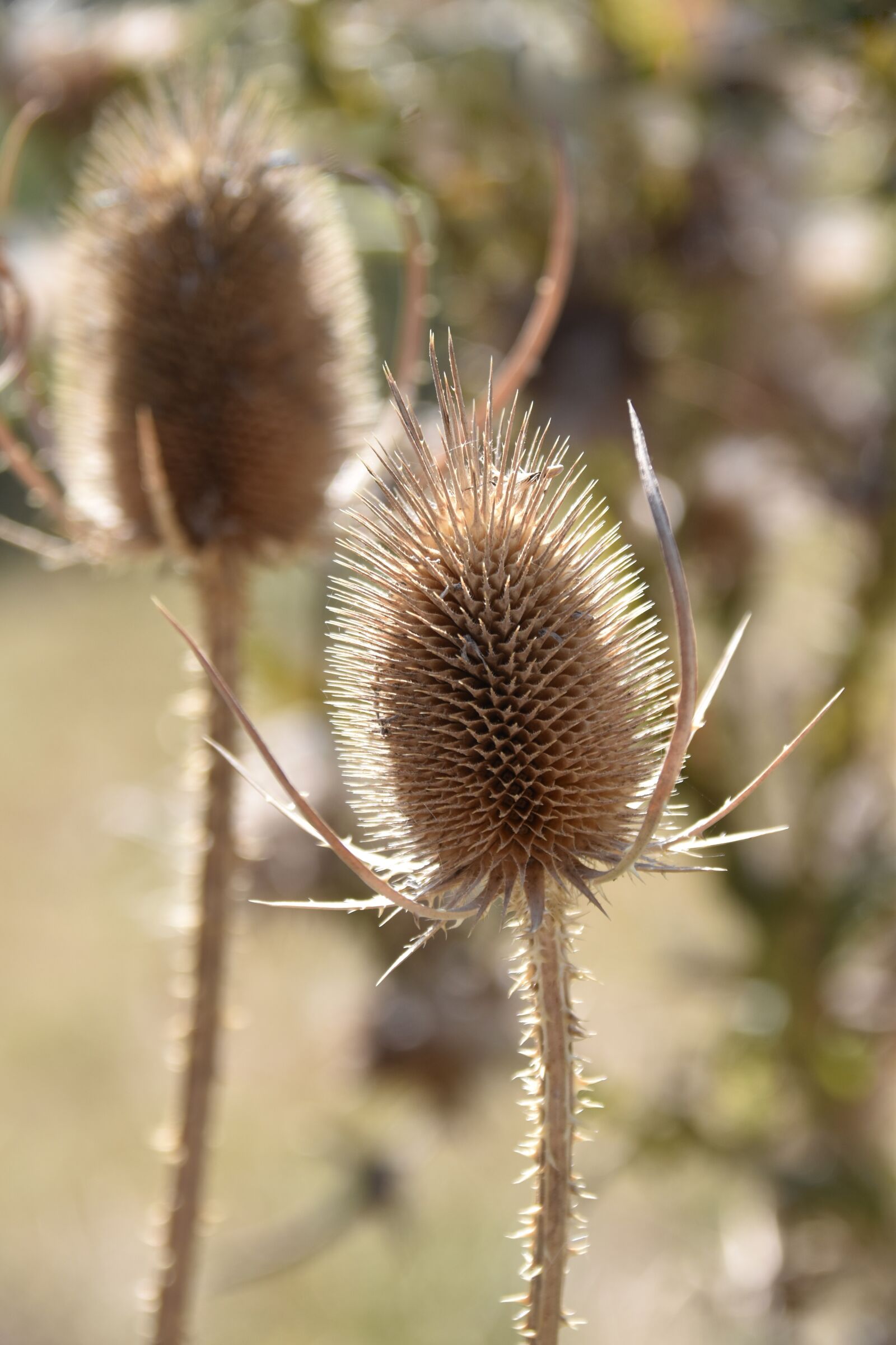 Nikon D5600 sample photo. Thistle, thistle dried, thistle photography