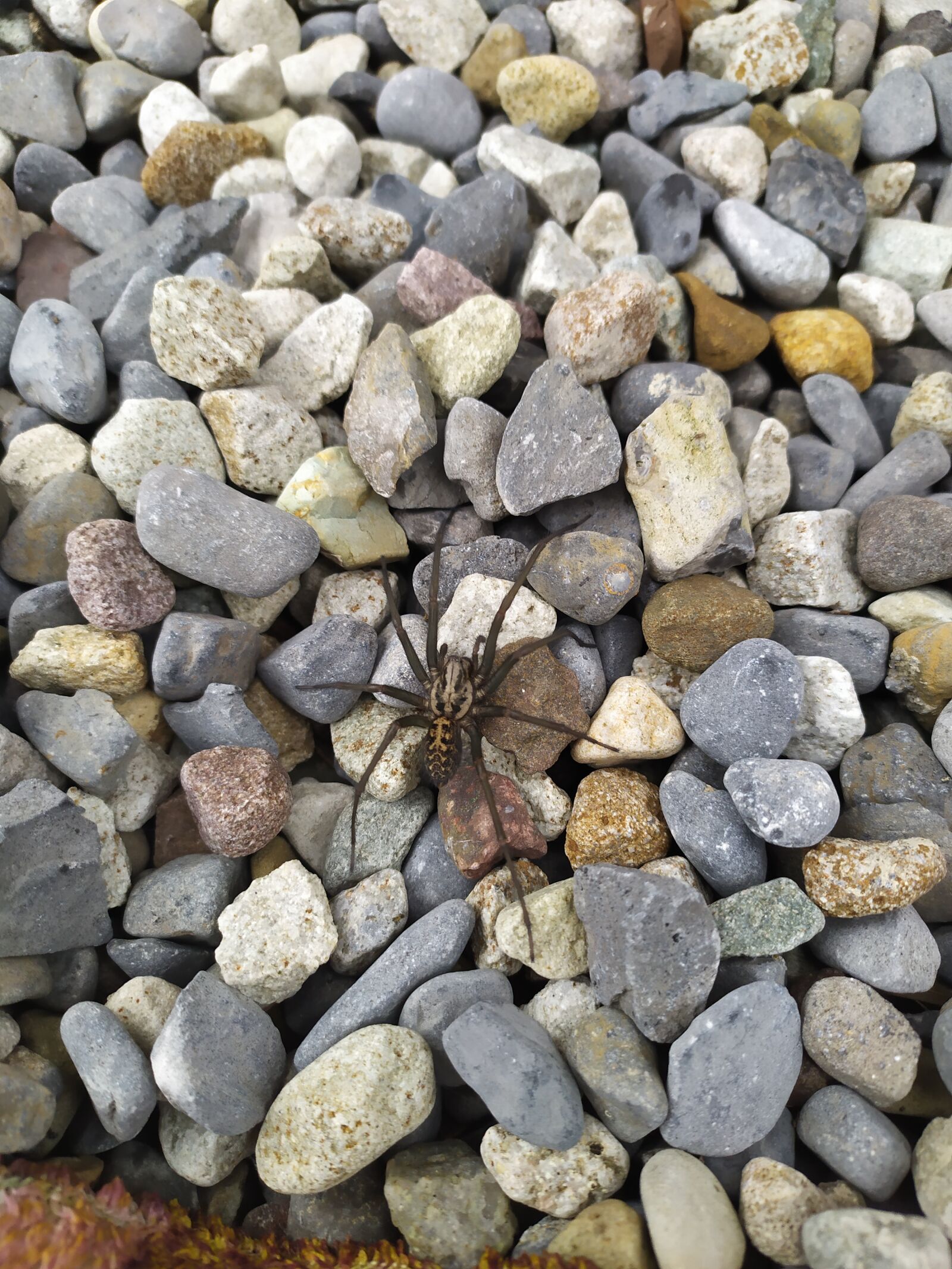 Xiaomi Redmi Note 7 sample photo. Garden, spider, stay safe photography