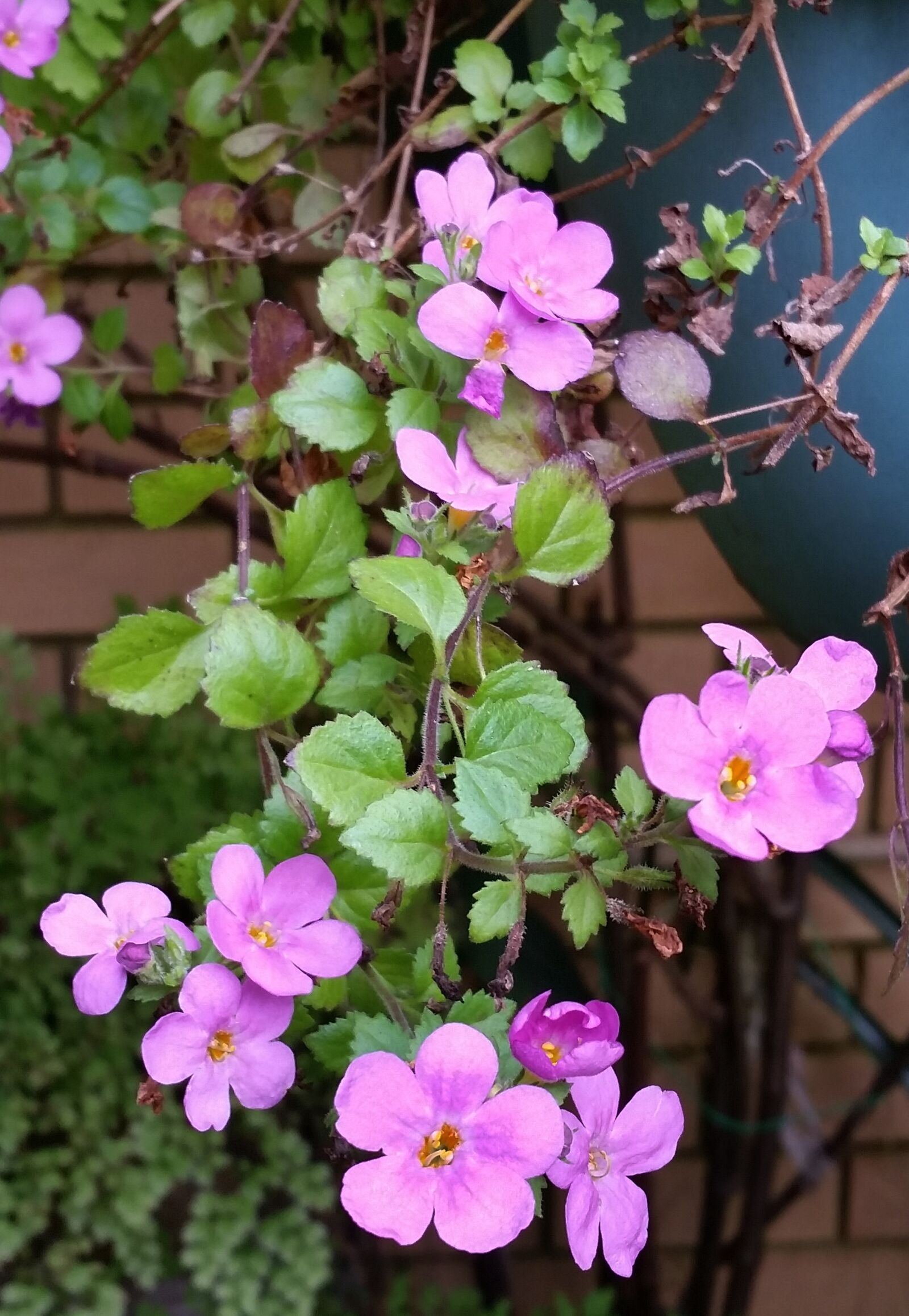 Samsung Galaxy S5 sample photo. Pink flower, hanging, plant photography