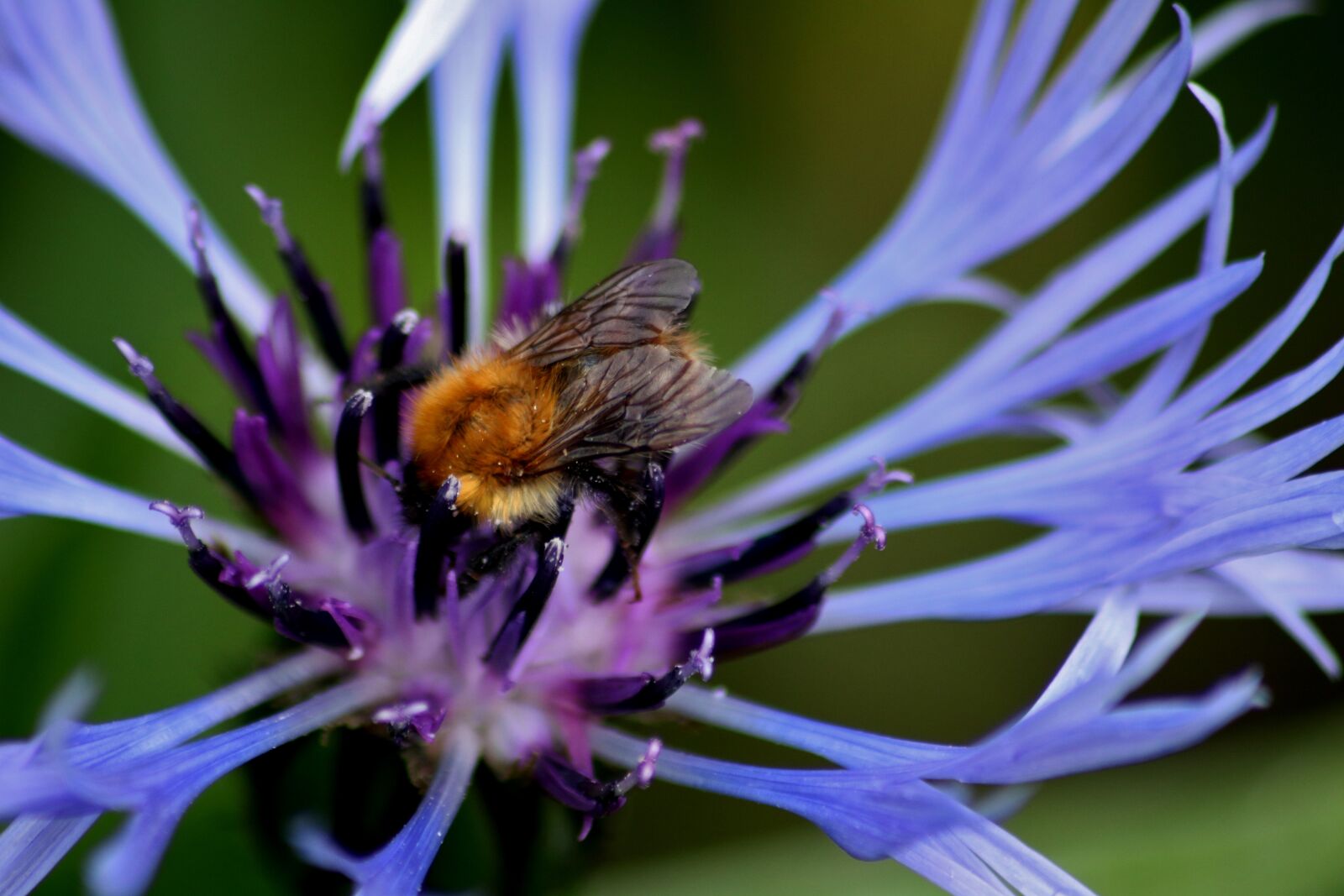 Canon EOS 750D (EOS Rebel T6i / EOS Kiss X8i) sample photo. Bee, flower, nature photography