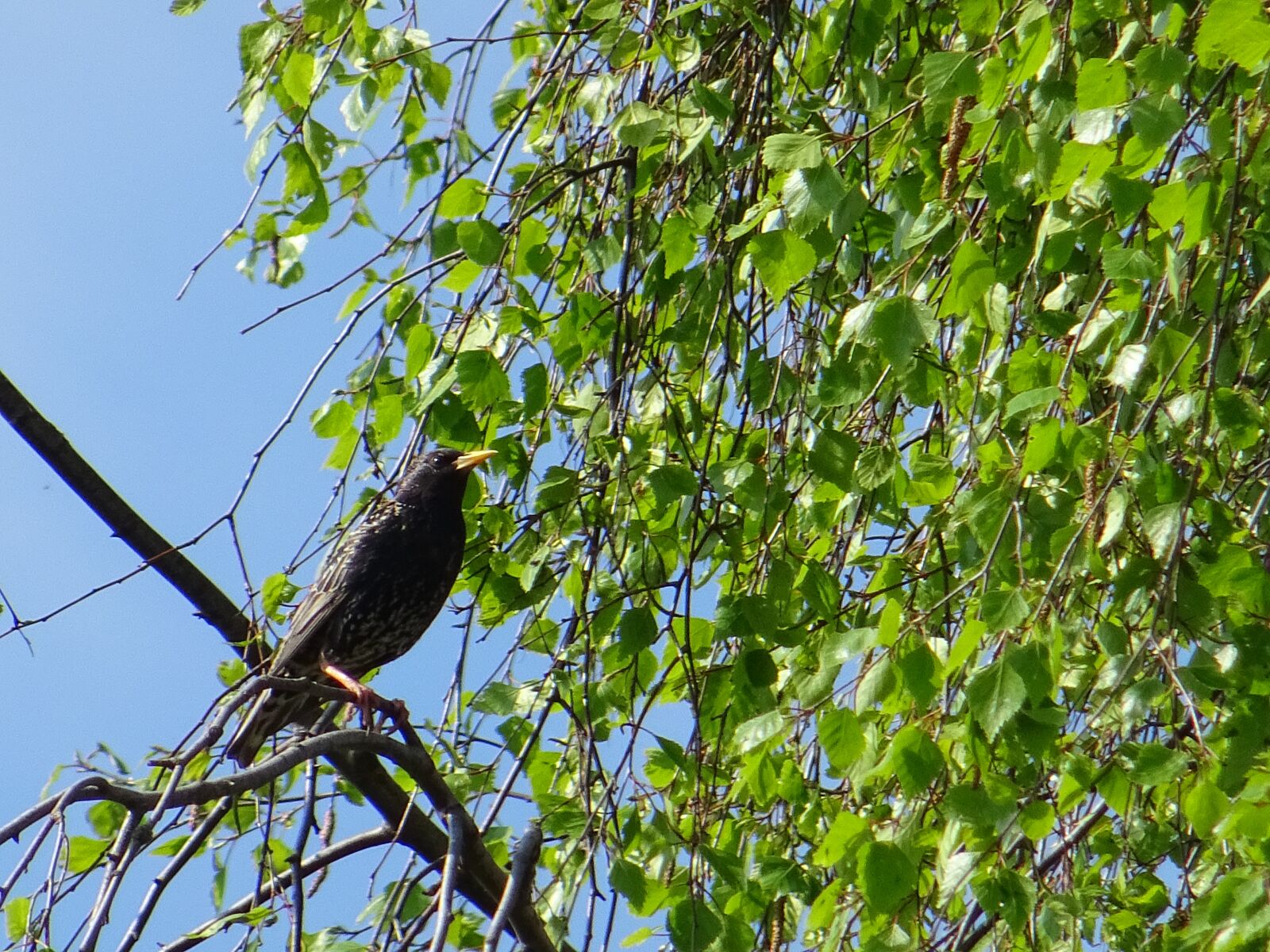 Sony DSC-HX60 sample photo. Blackbird, garden bird, songbird photography