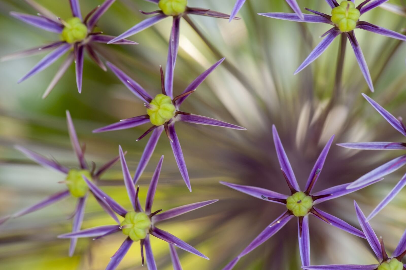 Nikon D700 sample photo. Flower, purple, allium photography