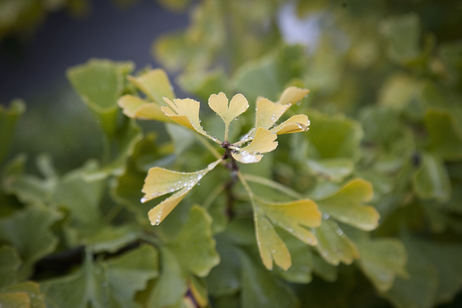 Canon EOS 5D + Canon EF 24-105mm F4L IS USM sample photo. Heart, sweetheart, leaf photography