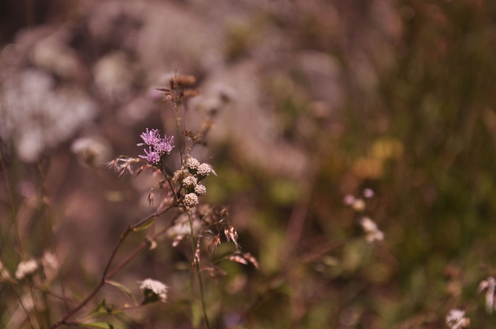 Nikon D90 sample photo. Brasil, brazil, casa, cidade photography