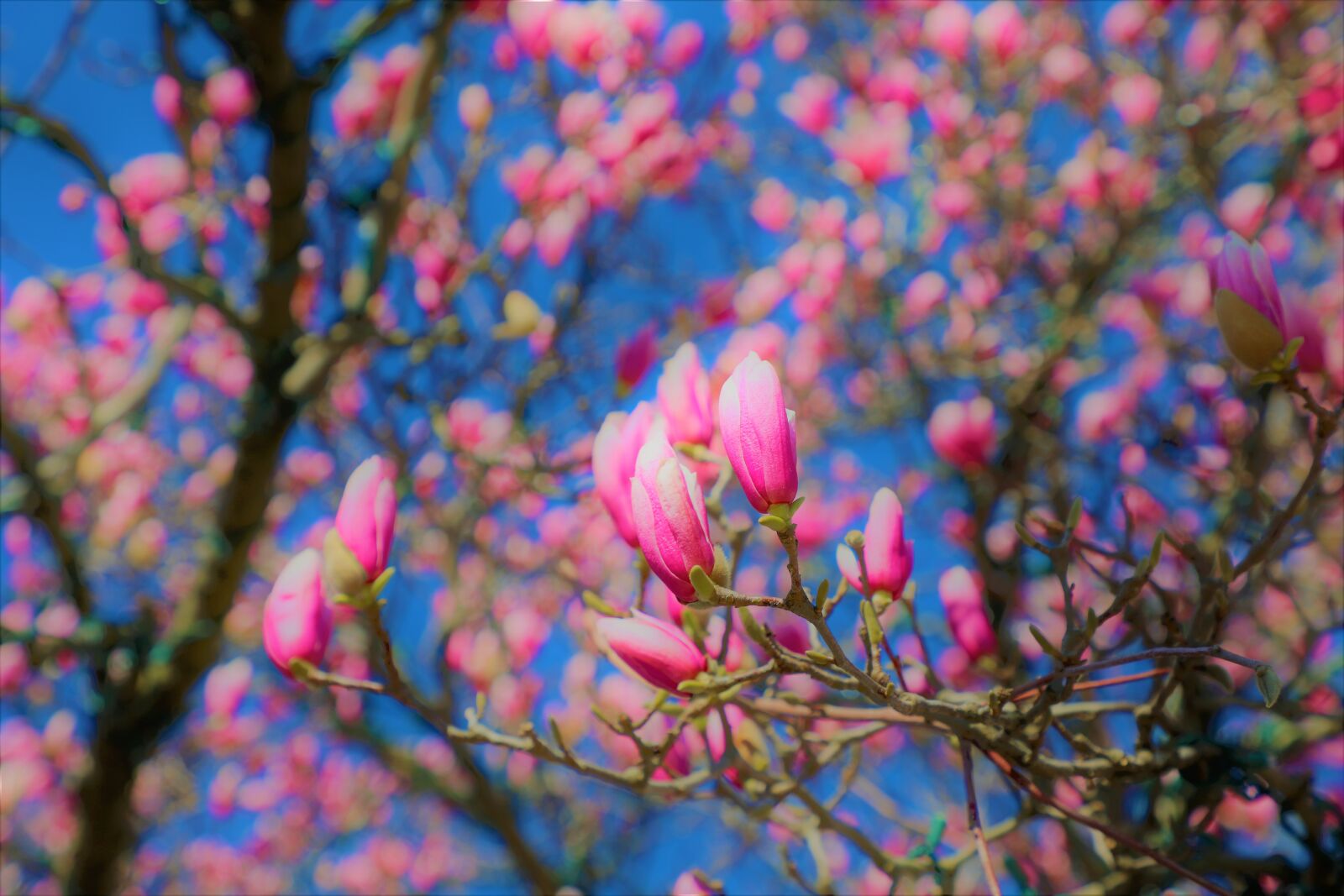 Canon EF 24-105mm F4L IS II USM sample photo. Magnolia, spring, nature photography