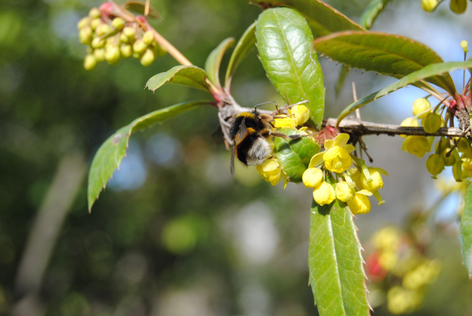 Nikon D3000 sample photo. Nature, leaf, tree photography