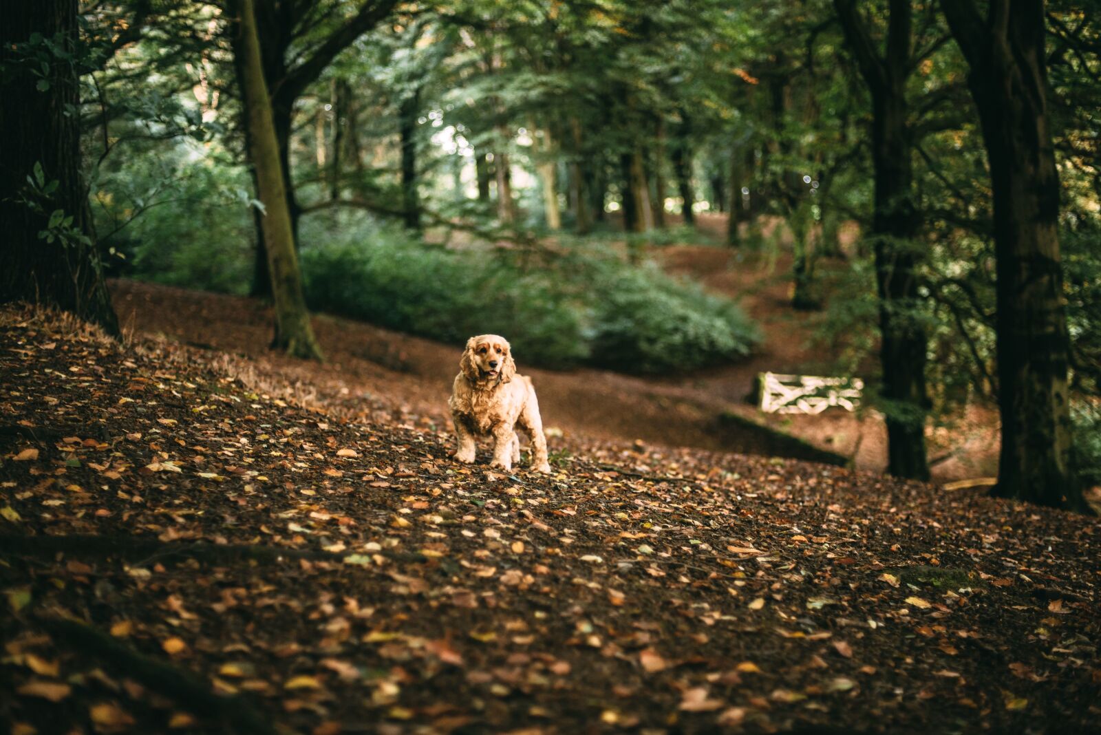 Nikon D750 sample photo. Autumn, forest, tree, autumn photography