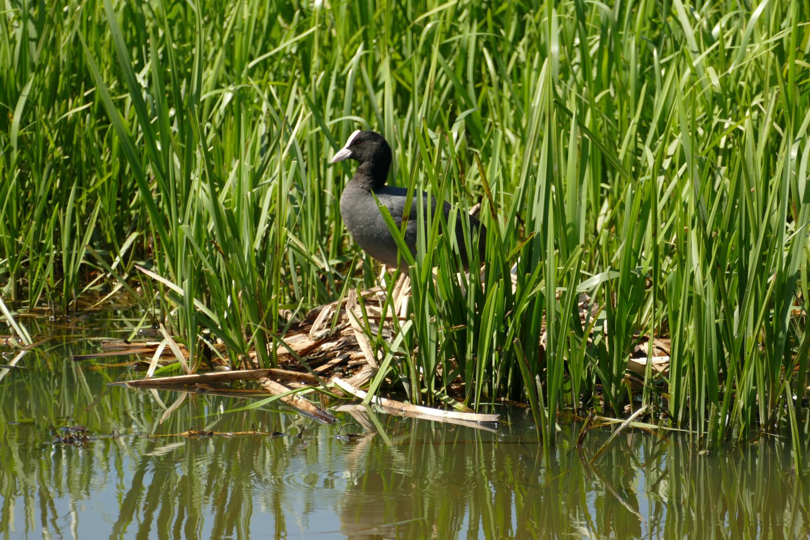 Panasonic Lumix DMC-FZ1000 sample photo. Coot, bird, fauna photography