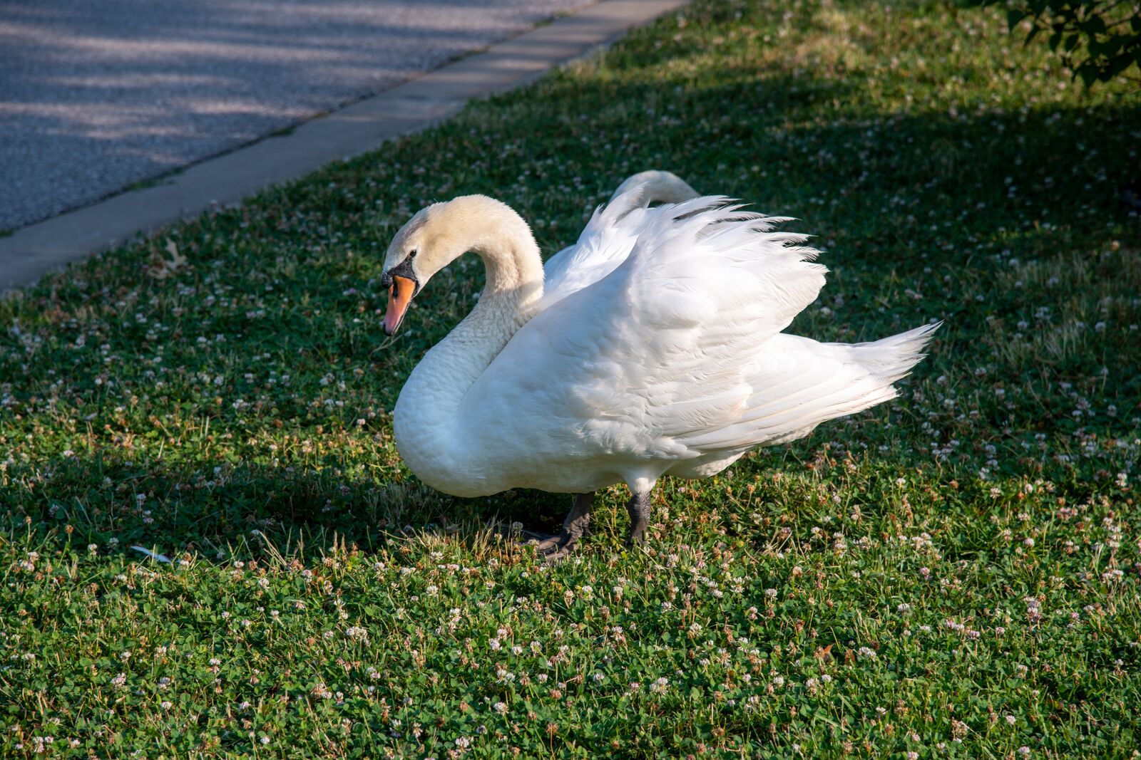 Nikon D850 sample photo. Swan, mute swan, white photography