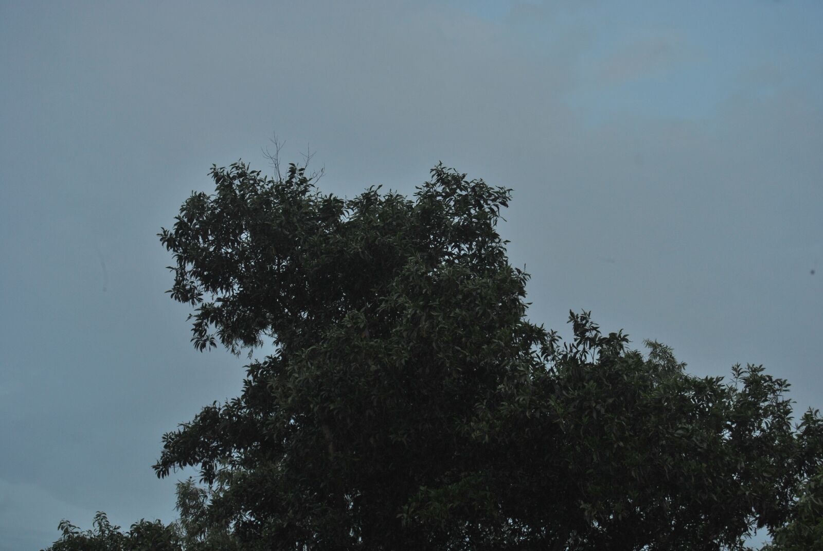 Nikon D3000 sample photo. Tree, sky, nature photography