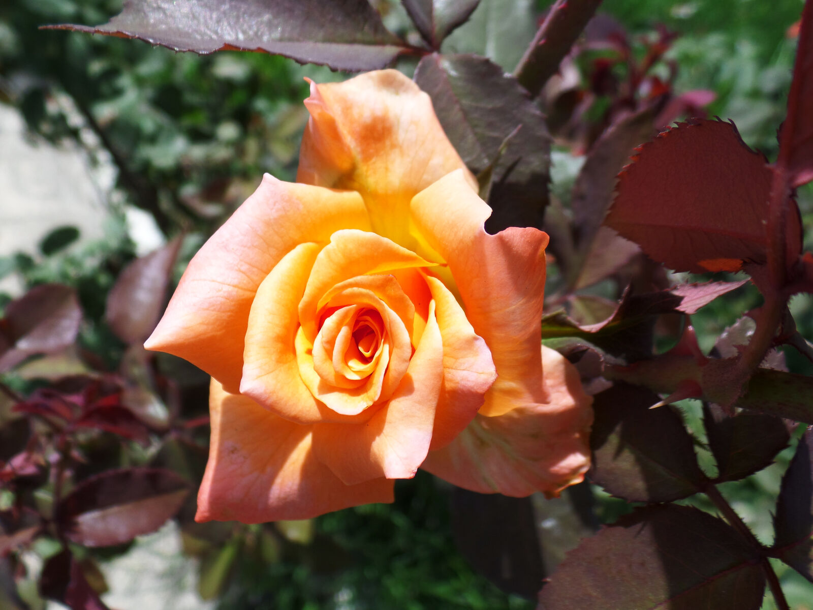 Samsung WB800F sample photo. Beautiful, flowers, beautiful, rose photography
