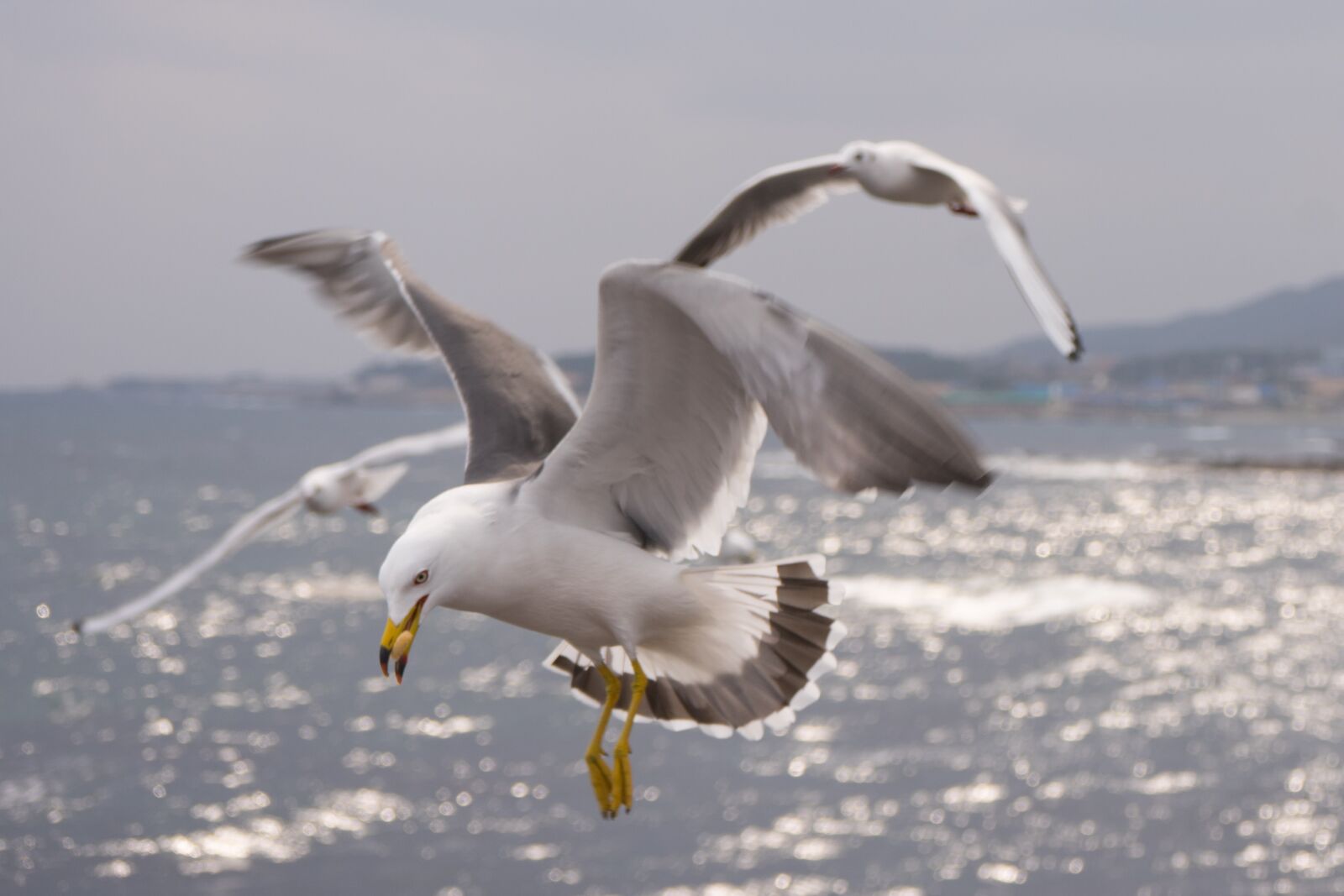Sony a7 II + Sony FE 28-70mm F3.5-5.6 OSS sample photo. Seagull, wing, new photography