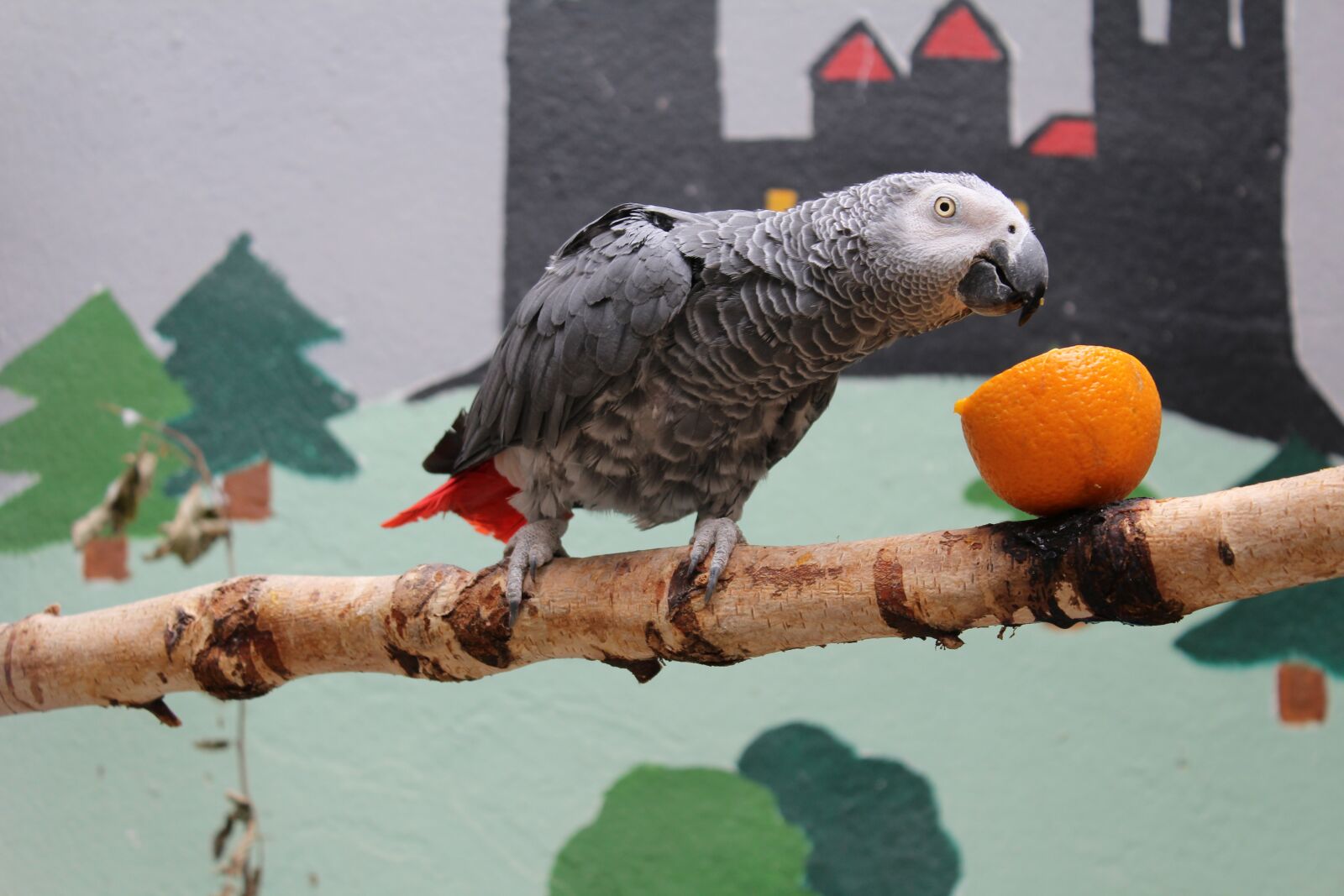 Canon EOS 1200D (EOS Rebel T5 / EOS Kiss X70 / EOS Hi) sample photo. Parrot, bird, zoo photography
