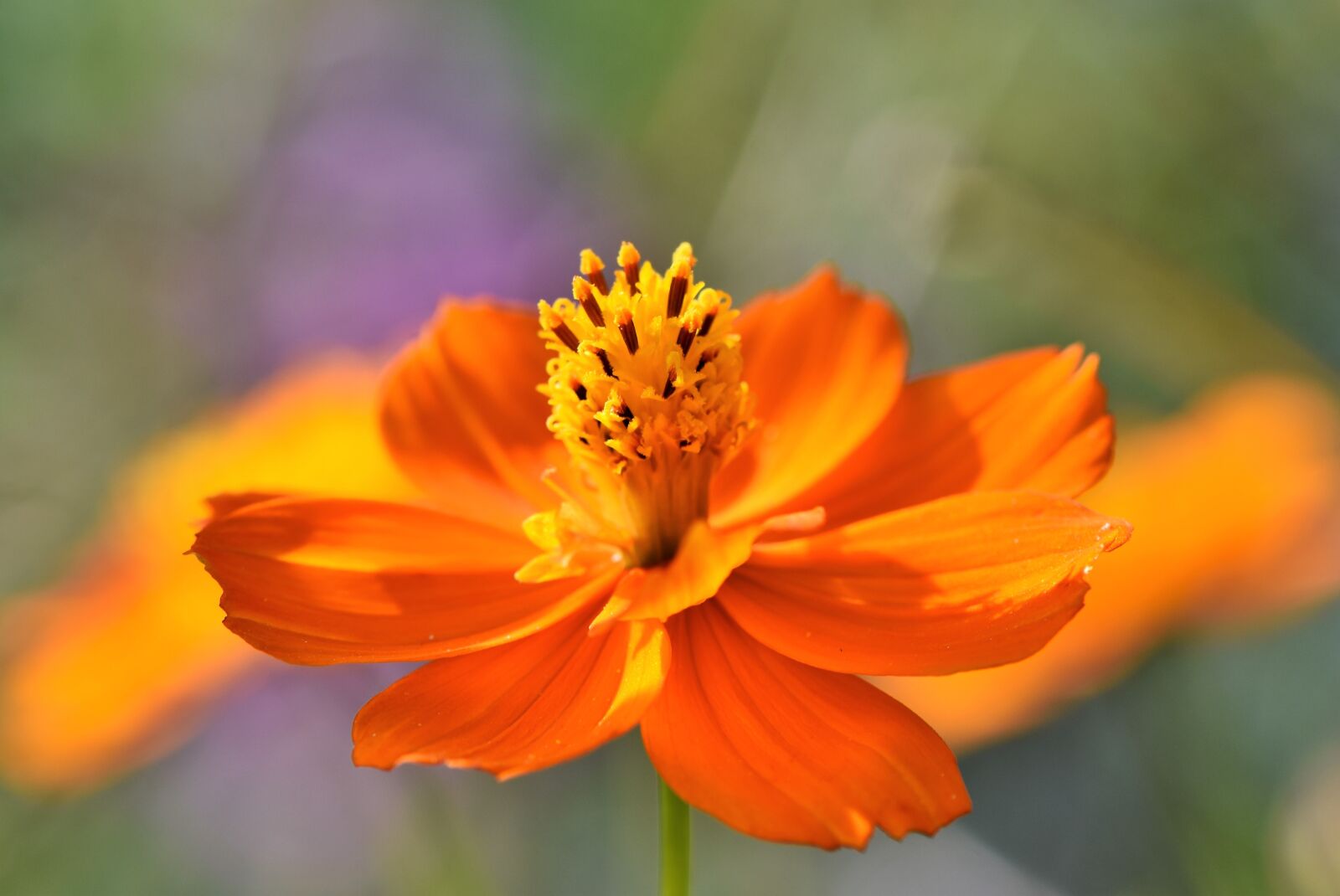 Nikon D7200 sample photo. Zinnia, composites, asteraceae photography