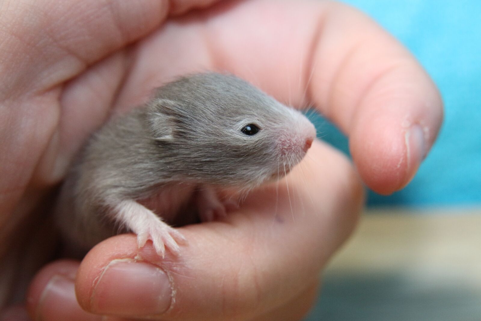 Canon EOS 650D (EOS Rebel T4i / EOS Kiss X6i) sample photo. Hamster, goldhamster, hamster baby photography