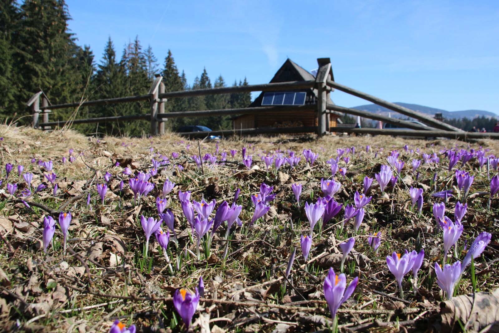 Canon EOS 70D sample photo. Mountains, tatry, crocus photography