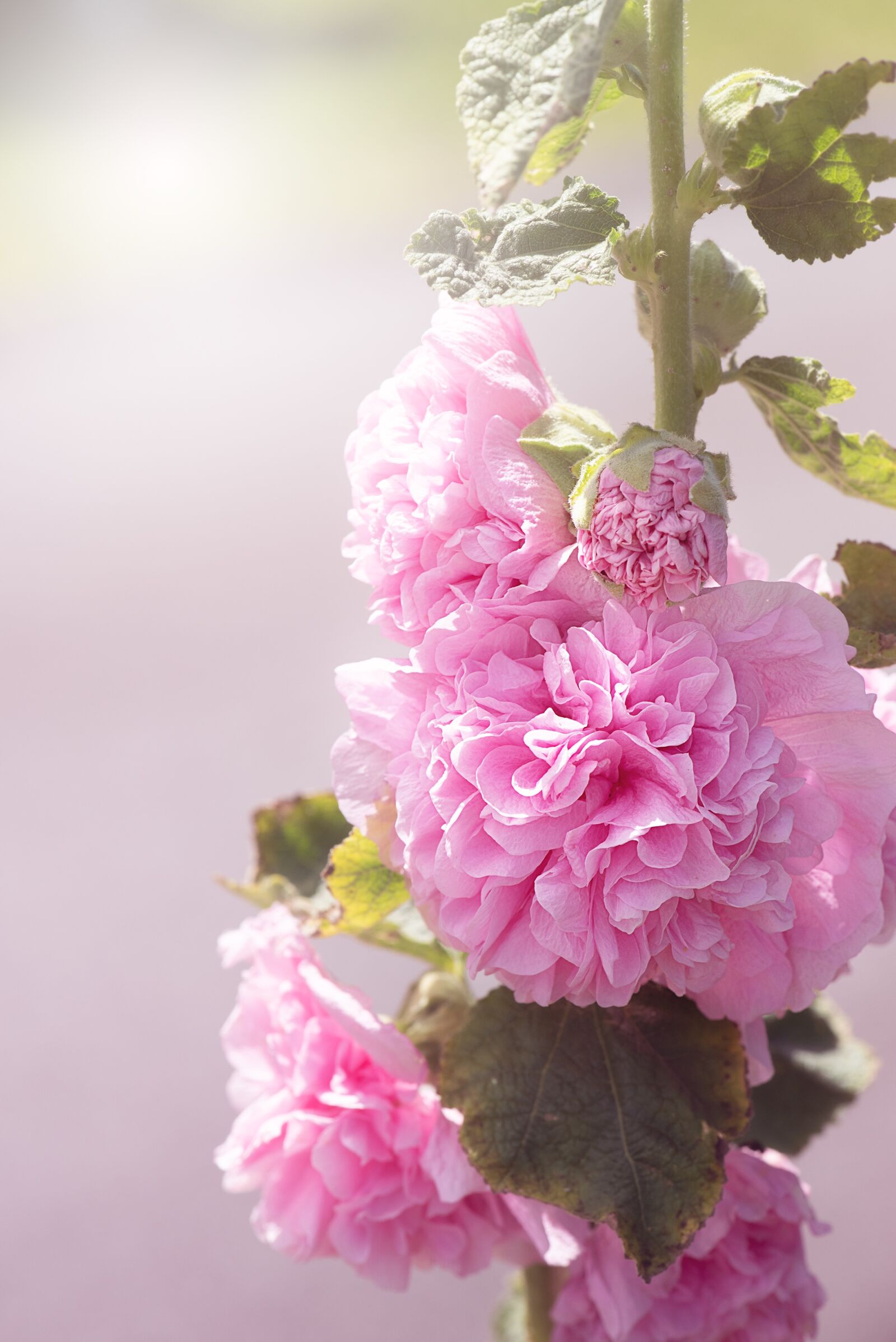 Nikon D750 sample photo. Stock rose, pink, pink photography