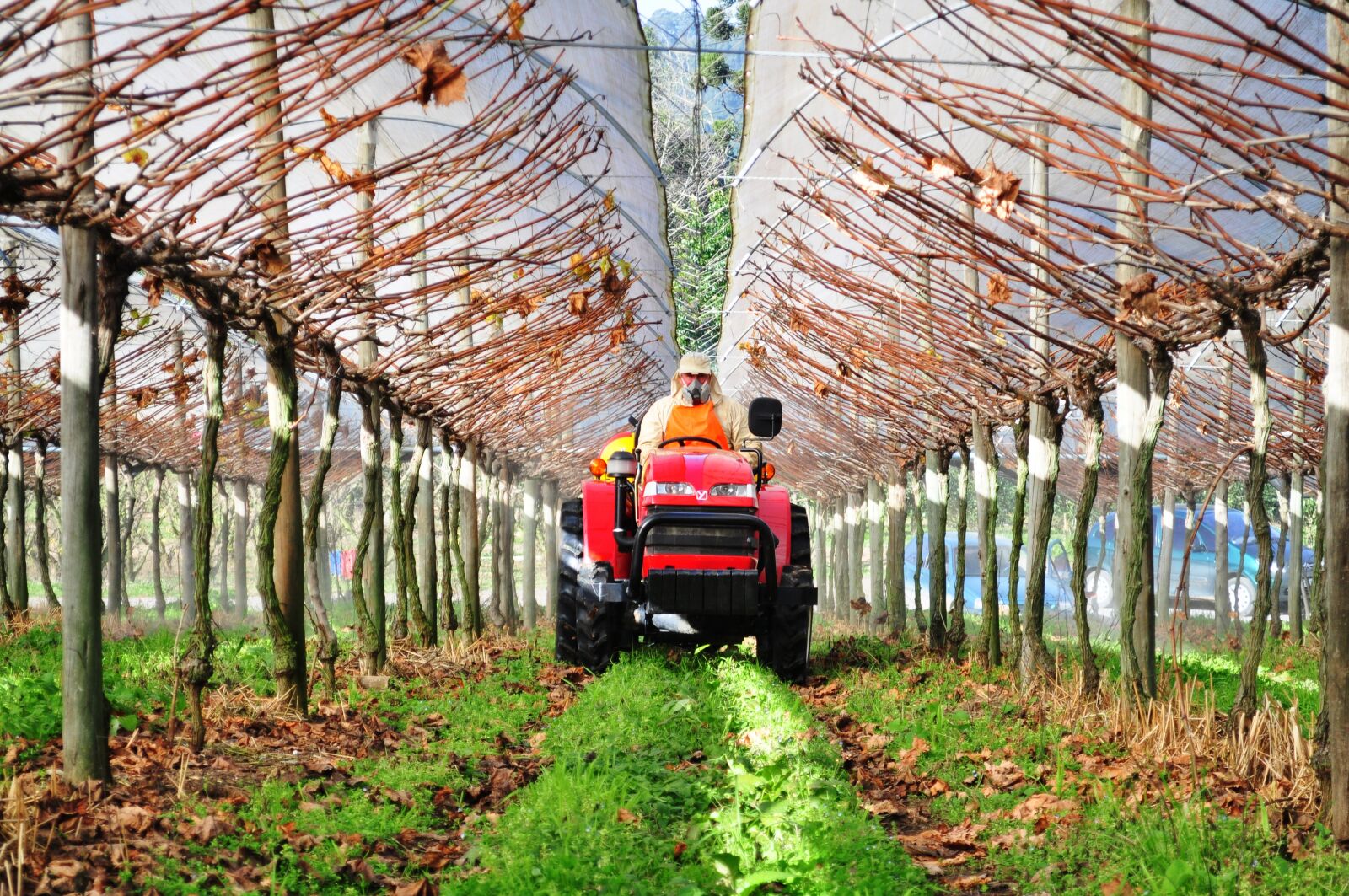 Nikon D5000 sample photo. Tractor, uva, greenhouse photography