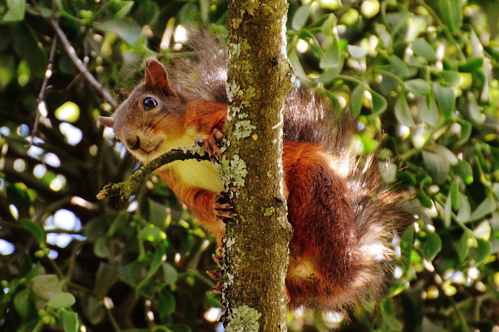 Nikon D3200 sample photo. Squirrel, nager, cute photography