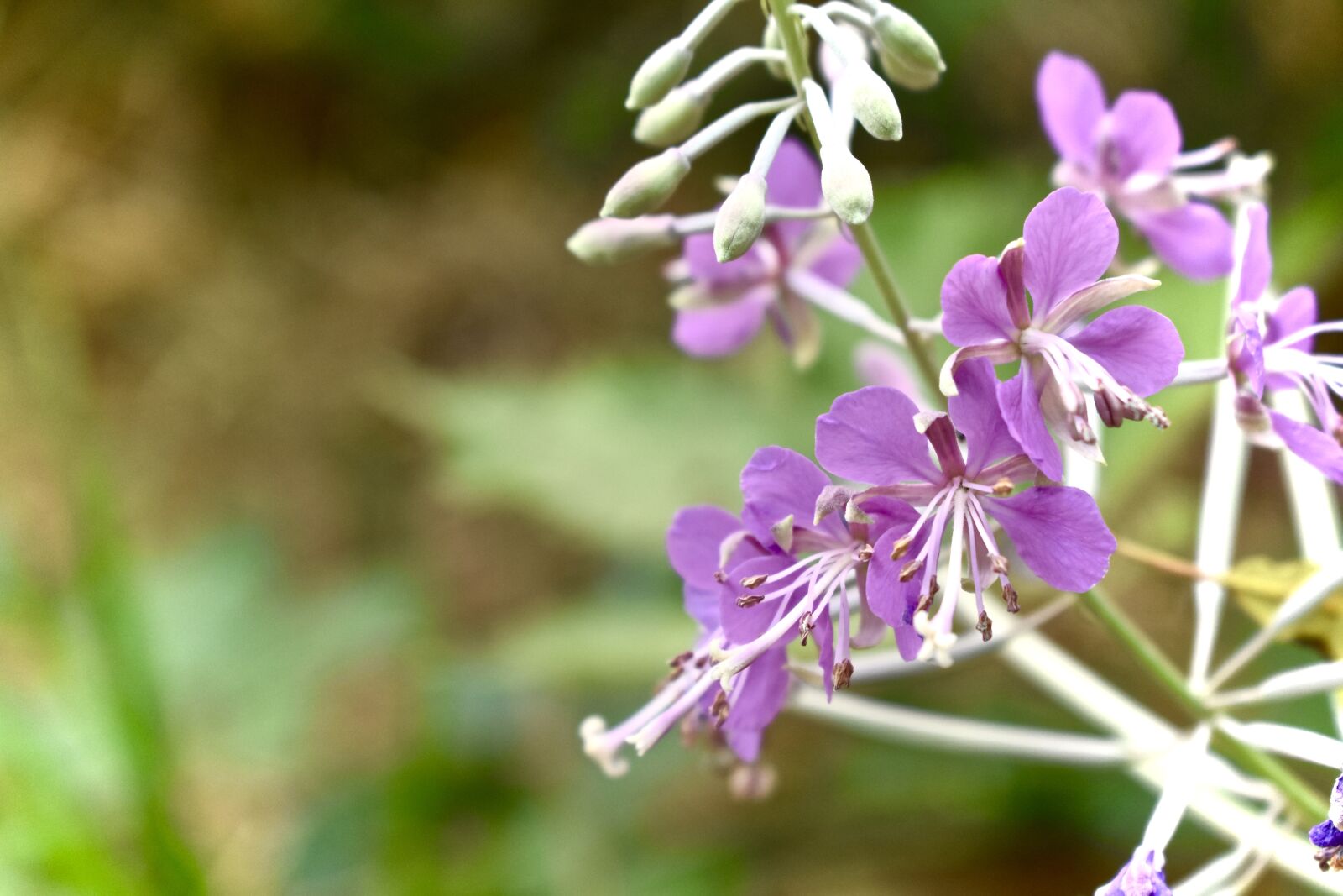 Nikon D3400 sample photo. Flower, green, purple photography