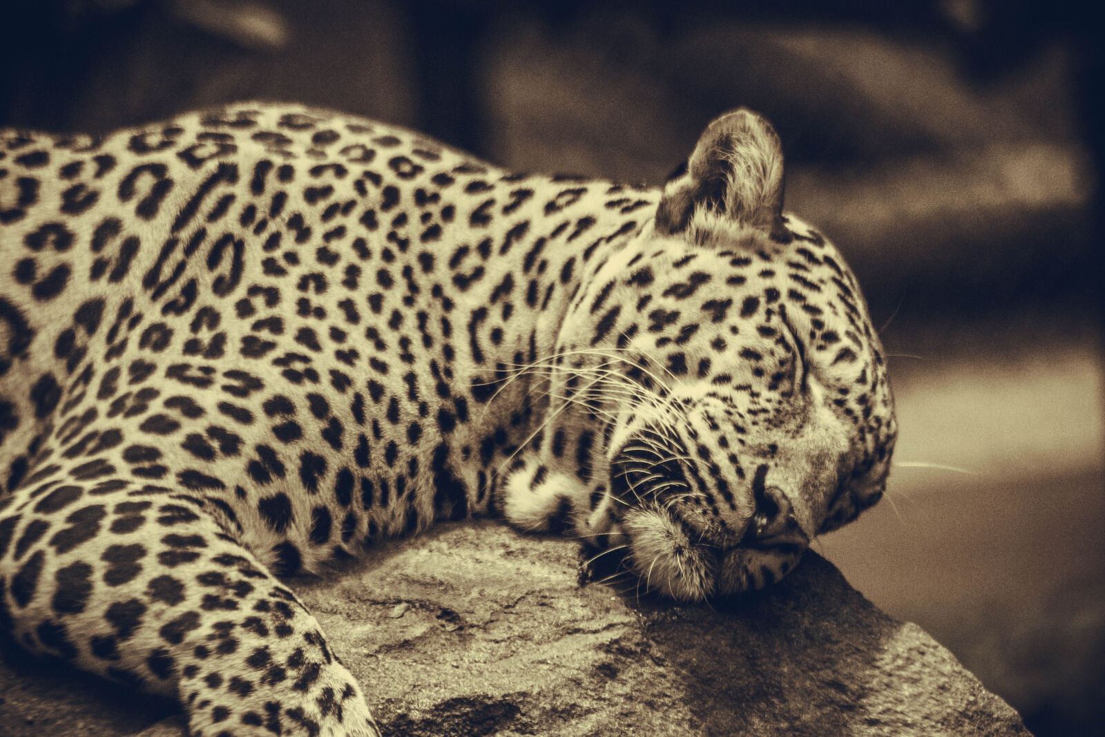 Sigma 70-300mm F4-5.6 DG OS sample photo. Beast, big, cat, leopard photography